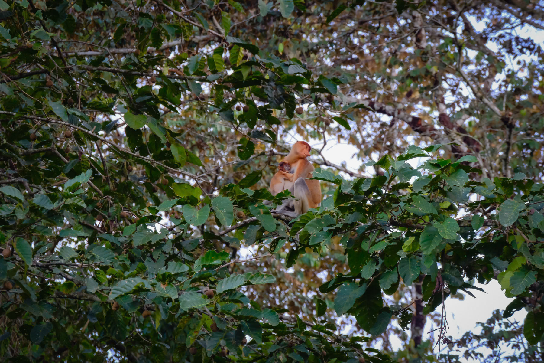 Proboscis monkeys in their natural habitat of the Borneo rainforest. Ever expanding palm oil plantations are endangering their natural habitat and may soon reach a point of no return. Kinabatangan, Sabah, Eastern Malaysia, February 2024