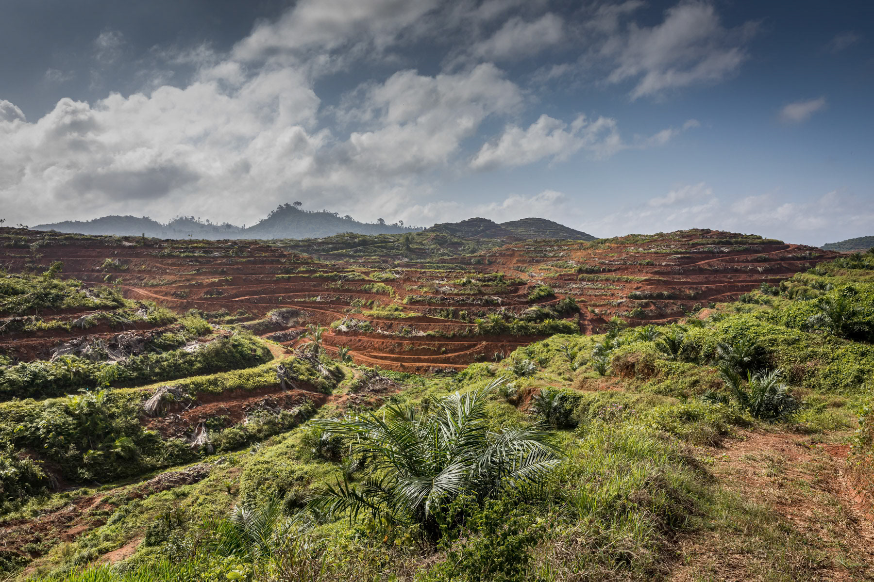 Hills, once covered with primary rainforest, used for palm oil plantations. Road to Kuala Koh, Kelantan, Malaysia, February 2020