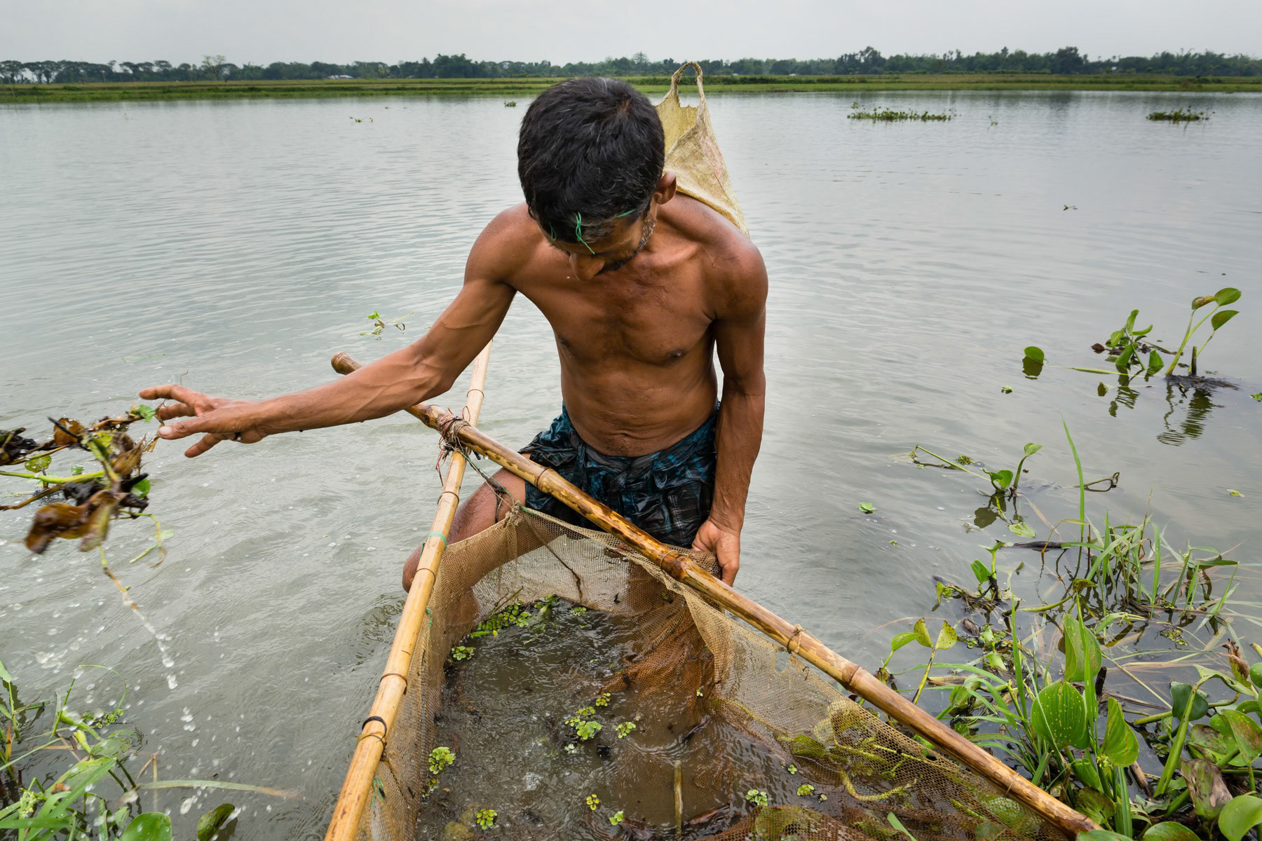 Chars are large sandbank islands created from silt deposit caused by important and ongoing river erosion. They are continuously being extended and reduced in size by the waters of Bangladesh's large rivers. About one million people live on chars and they are among the poorest and most vulnerable people in the country. Many are fully depending on food aid during the flood season lasting about six months and having nowhere else to go. Fishing baby shrimps for the hatchery, Kobutarmari Beel in the district of Mymensingh, Bangladesh, May 2015