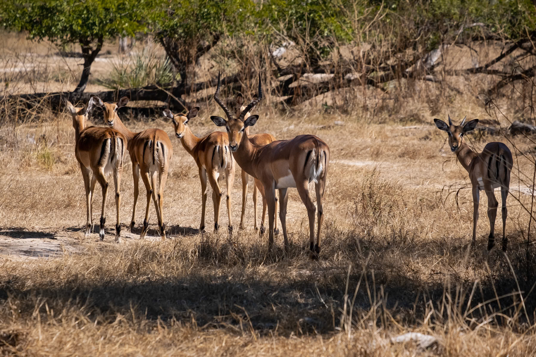 Imphalas, Mosi-Oa Tunya National Park near Livingstone, Zambia, August 2021