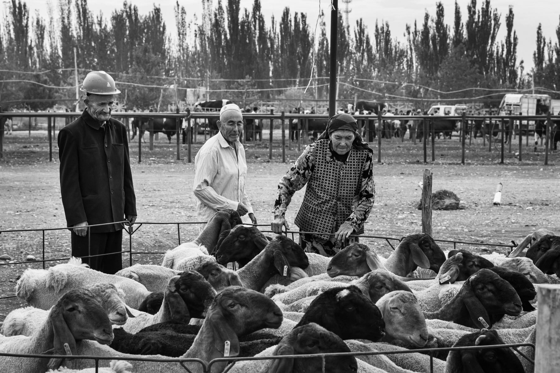 Keeping and selling livestock is a very important part of the Uyghur subsitance economy. Weekly animal market in Kashgar, Xinjiang, China, September 2019