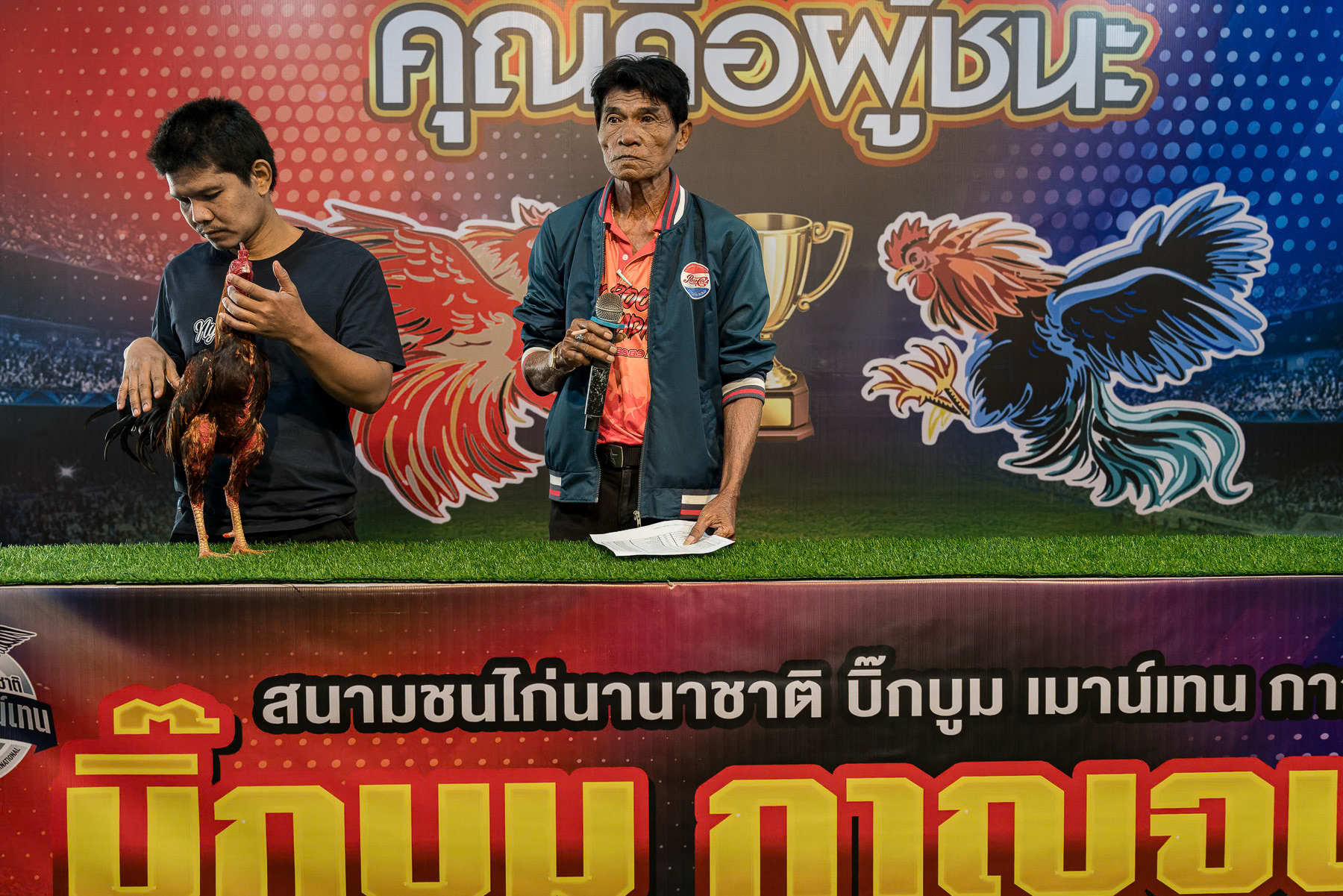 Rooster check up before a rooster fight. Kanchanaburi championship, Thailand, January 2025