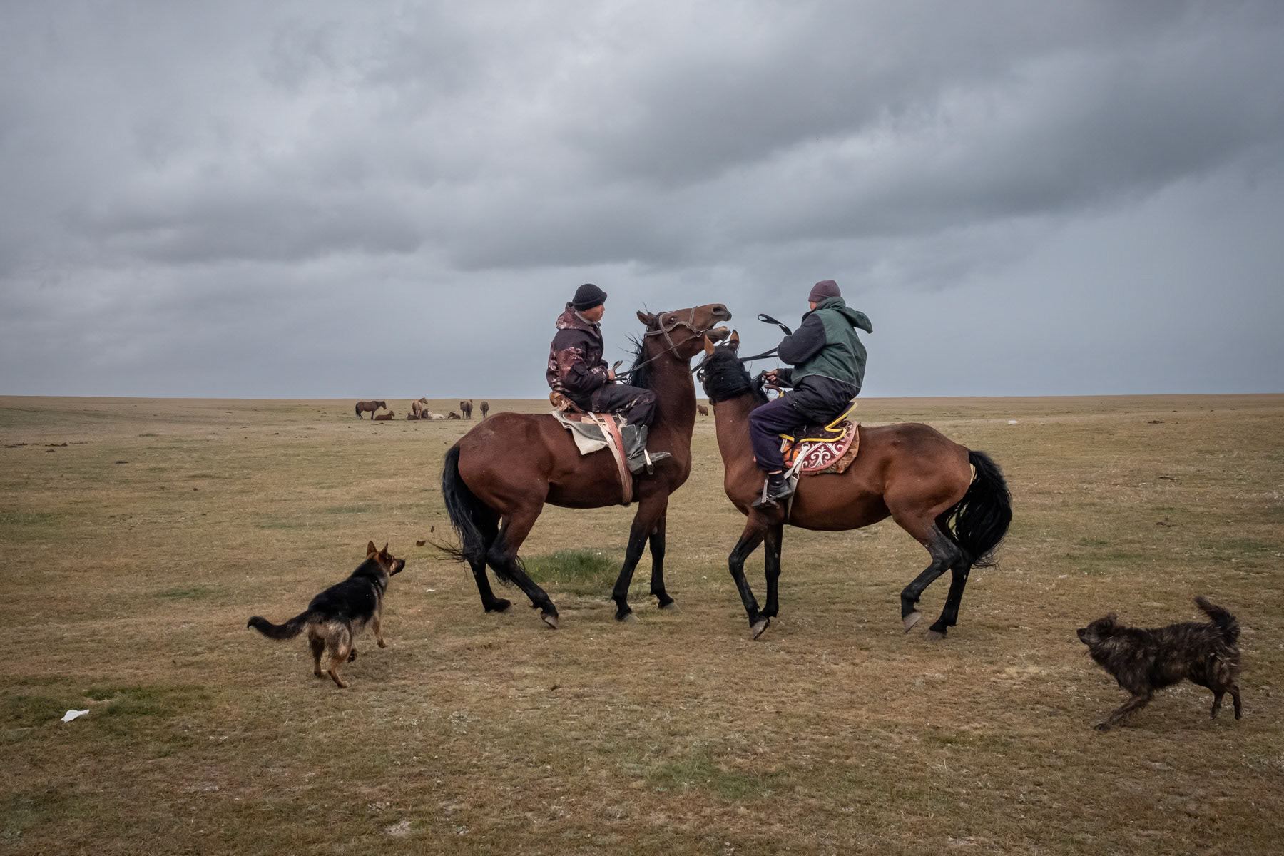 Local horse breeders training a sequence of 'horse wrestling'. Son Kul Lake, Kyrgyzstan, August 2021