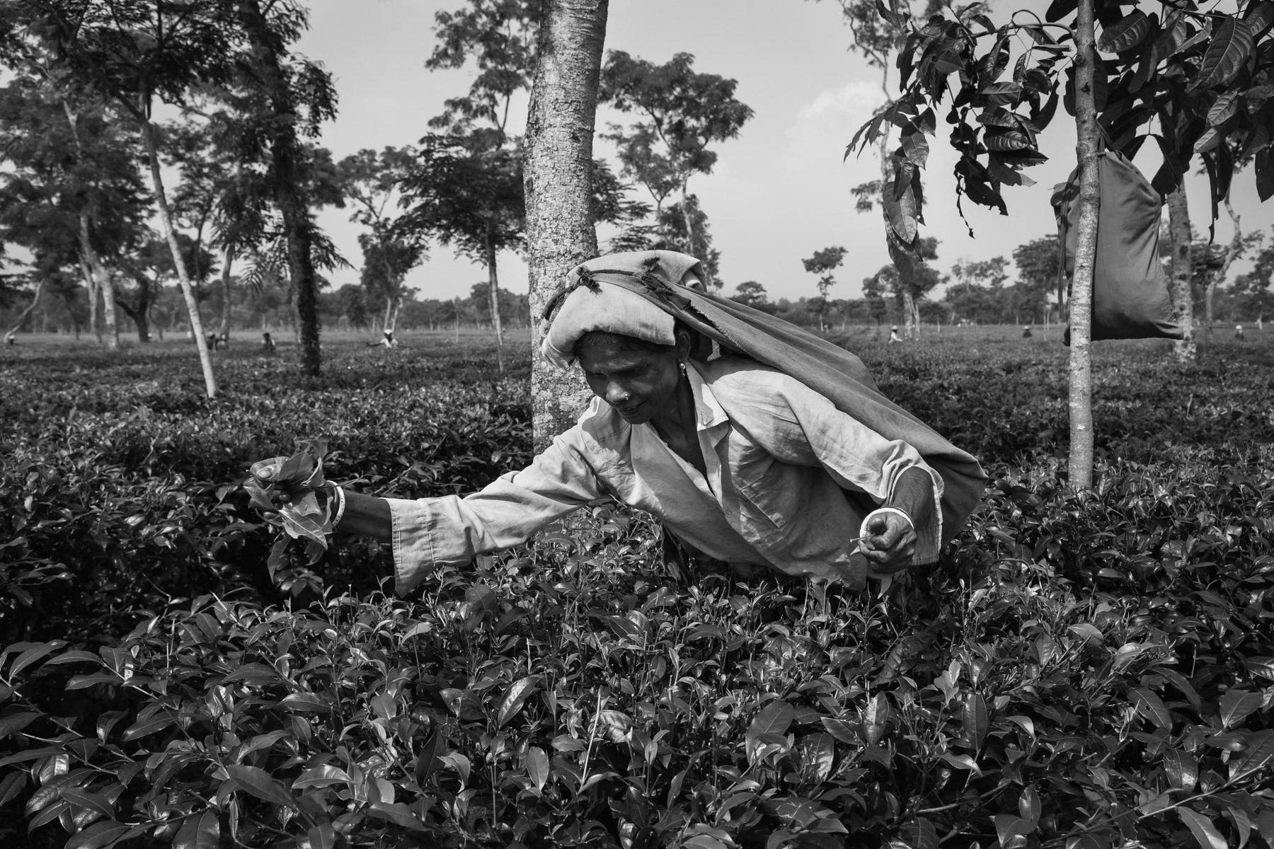 Finlay tea fields in Pulcherra near Srimangal, Bangladesh, September 2014