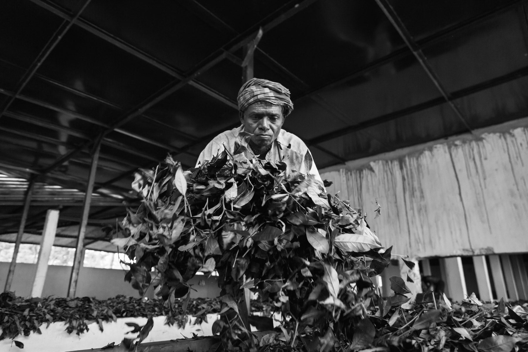 First stage of drying the leafs, Srigobindopur Tea Estate, Srimangal, September 2014