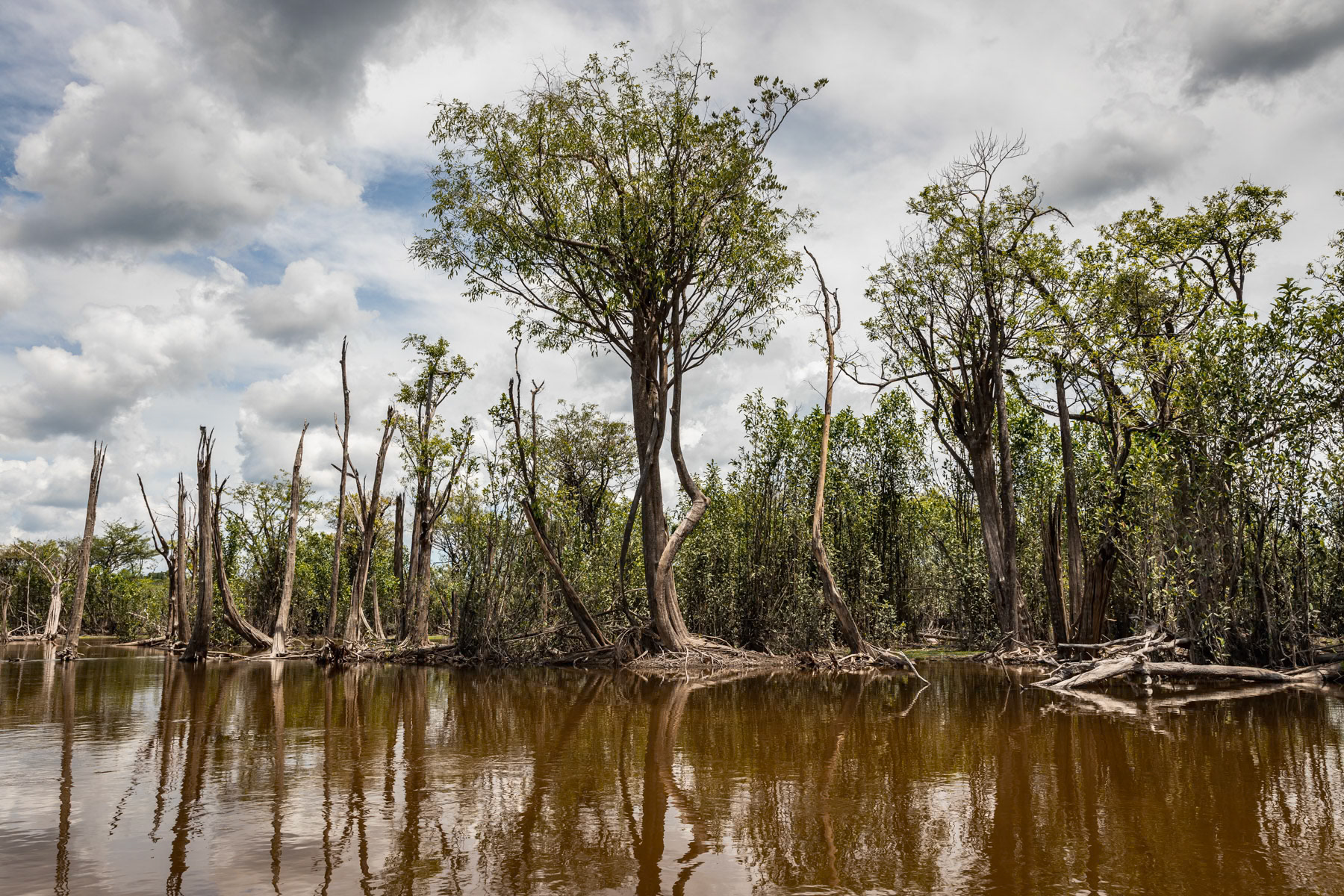 Amazonian rainforest along the Urubu river that is completely flooded from January until July. The combination of the rain season and snow melting in the Andes transforms the Amazonian rivers into lakes and floods the adjacent forests, hence these trees are submerged for nearly 6 months per year. Urubu river basin, Amazonia, Brazil, November 2020
