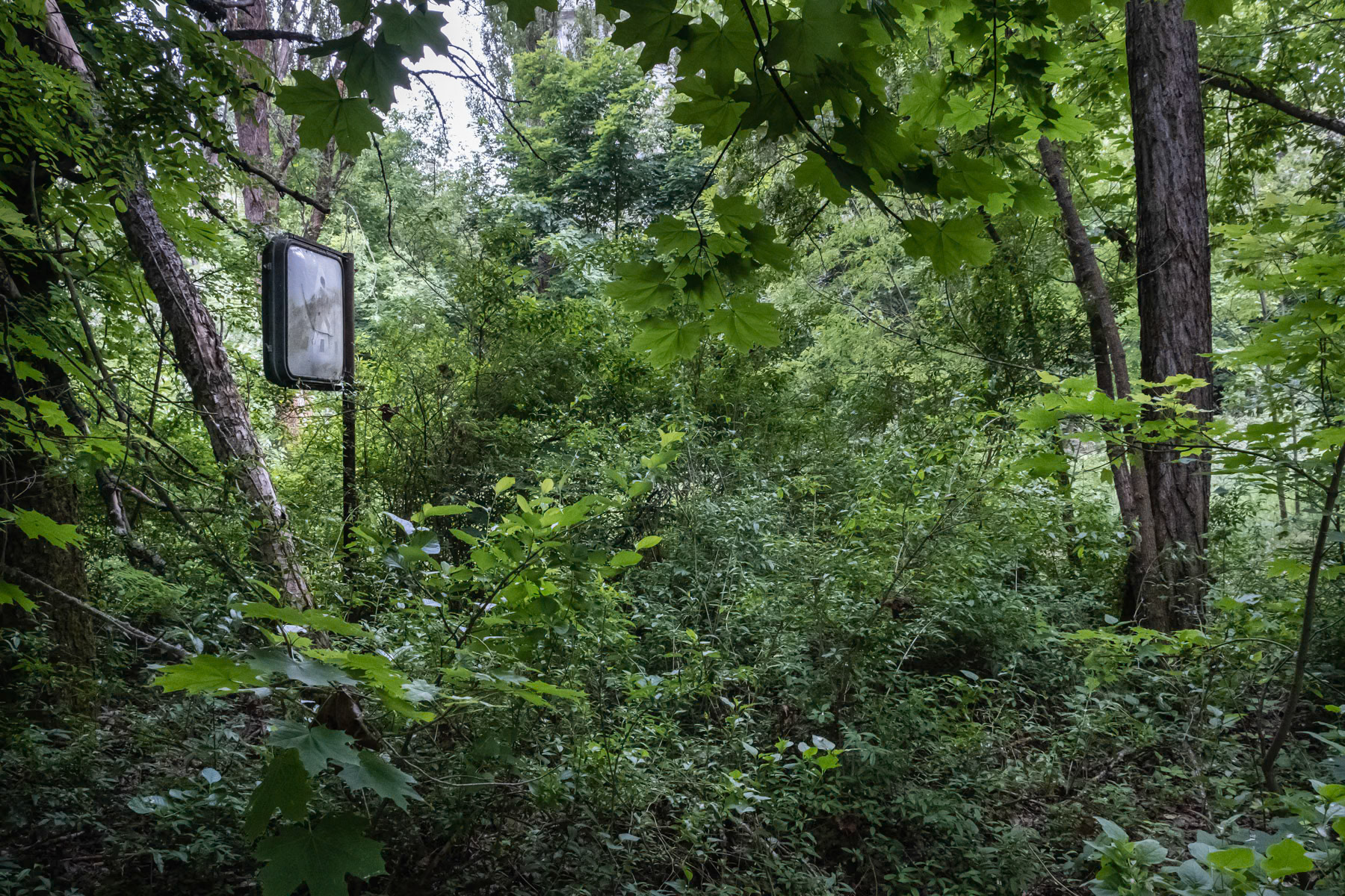 One of the overgrown main streets in Pripyat town. The town was developed alongside the nuclear power plant to house staff and their families. Before the disaster it consisted of 5 districts, each of them with well-developed infrastructure. There were 5 schools, 14 kindergartens, a cinema, swimming pools, theatre, shopping centres and residential buildings for 30,000 people with extensions planned of at least one more district near the port area. The complete population of Pipyat was evacuated 36 hours after the disaster to never return again. Pripyat is now an overgrown ghost town where time stood still on 27 April 1986. Pripyat, Chernobyl NPP, Ukraine, June 2021