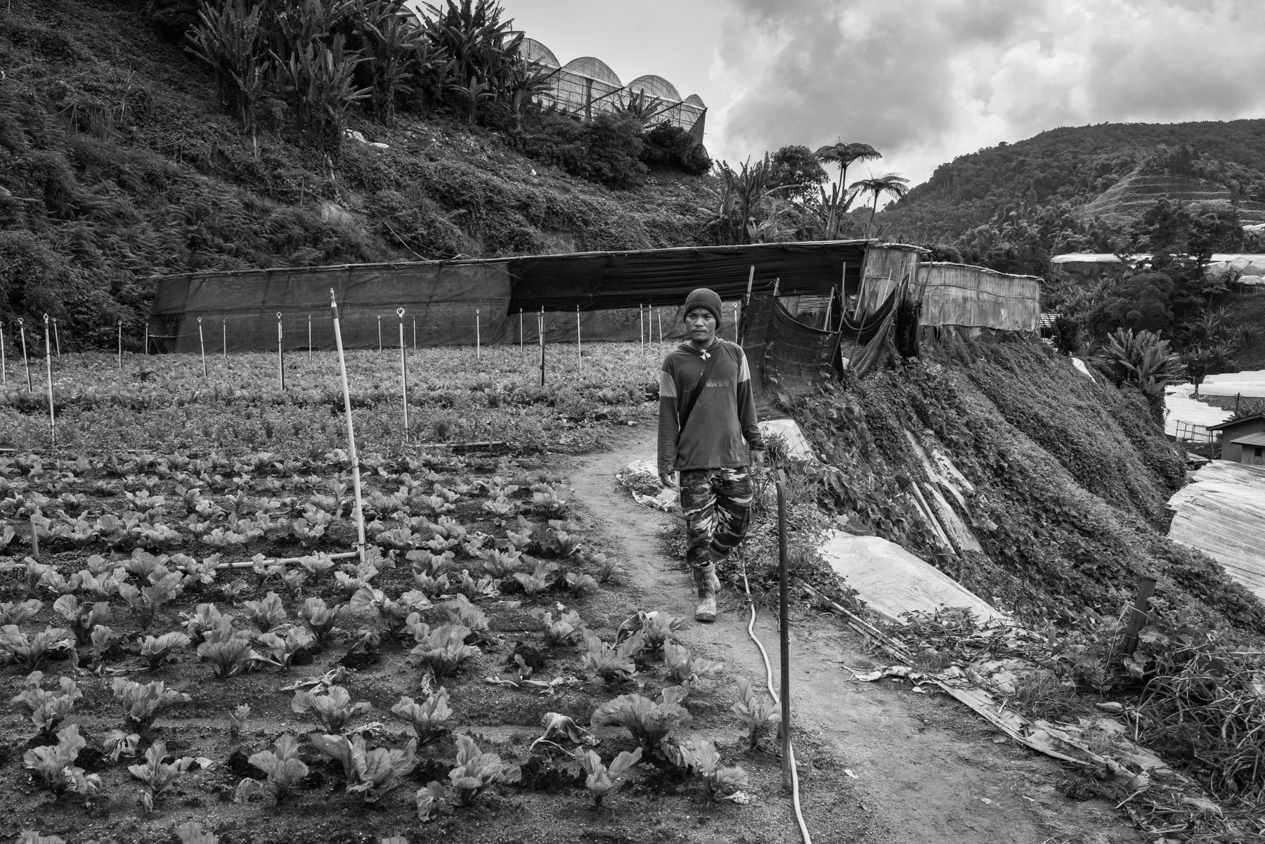 A farm worker from the Chin community in Kampung Raja, working up to 12 hours a day and earning a very low salary and at risk of being arrested for working while being a refugee. Cameron Heighlands in Pahang, Malaysia, May 2024