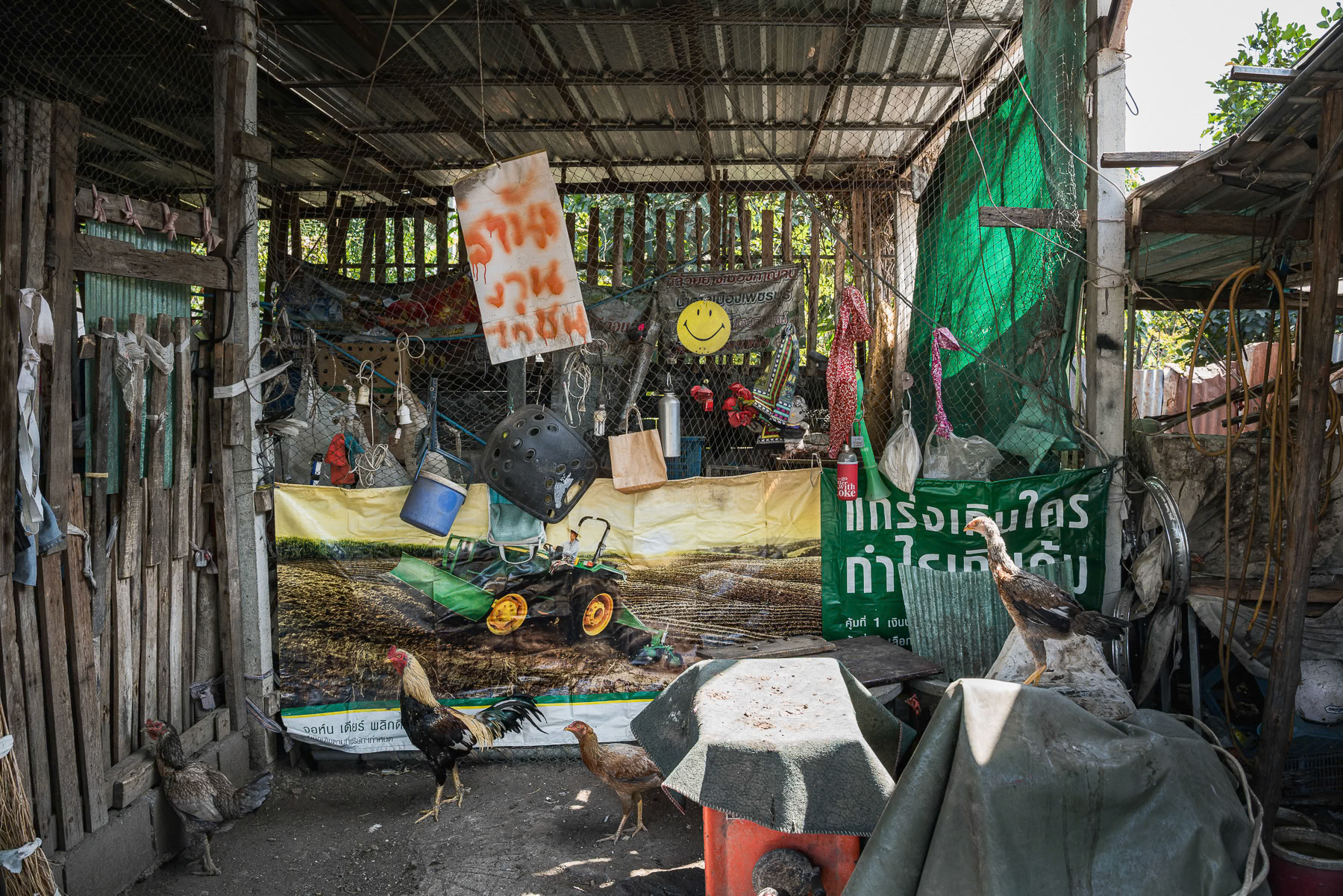 Small rooster farm, some of the roosters might eventually be selected to participate in rooster fight competitions. Kanchanburi, Thailand, January 2025