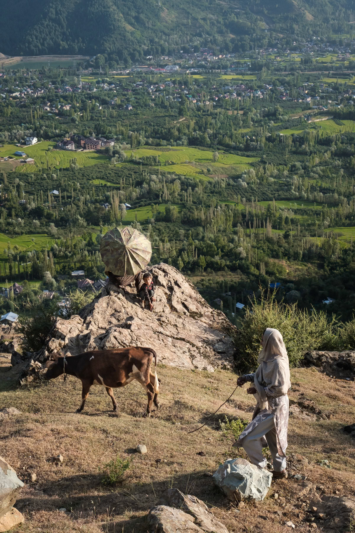 Semi nomadic Gujjar minority with their livestock in the hights above Srinagar. Faqir Gujri village, Kashmir in Indian Administrated Kashmir, September 2023