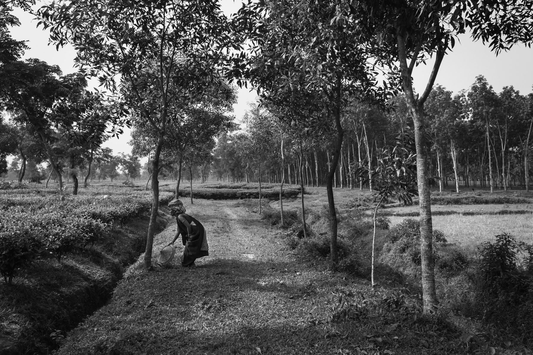 Finlay tea estate, Srimangal, Bangladesh, September 2014