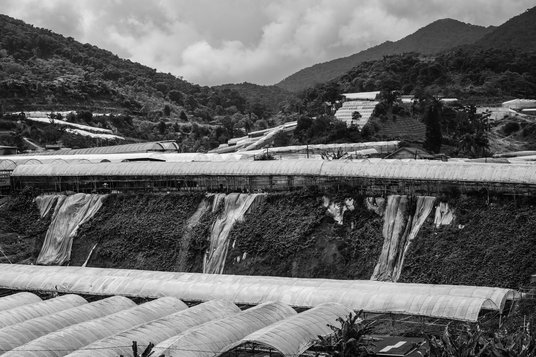 Agriculture farms in Cameron Heighlands where thousands of refugees and migrants from Myanmar have been working for the past years. While many came as migrants in the past, recent arrivals have been mainly refugees fleeing persecution in Myanmar. Kampung Raja, Pahang, Malaysia, May 2024