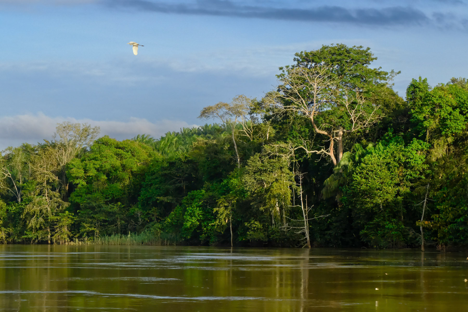 A great egret bird flying over the Tungog rainforest in Kinabatangan. Ever expanding palm oil plantations are endangering the natural habitat of indigenous people, fauna and flora. Borneo, Eastern Malaysia, February 2024