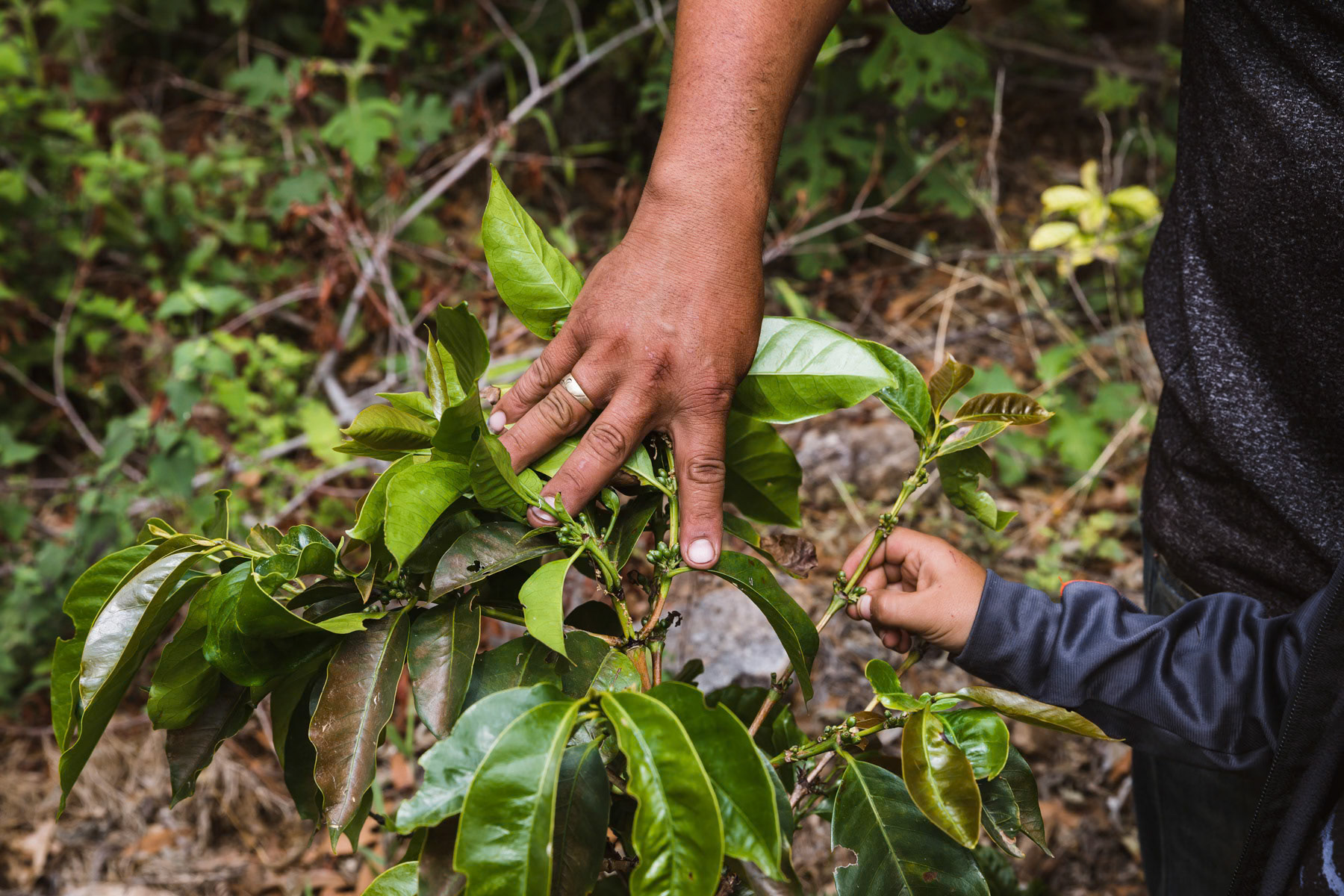High altitude coffee plant. Due to climate change and rising temperature coffee producers plant the coffee at higher altitudes sometimes higher than 2000m what would have been unimaginable 25 years ago. Coffee production is one of the most important export commodity for El Salvador. El Pital mountains, Los Planes in San Ignacio region, El Salvador, April 2019