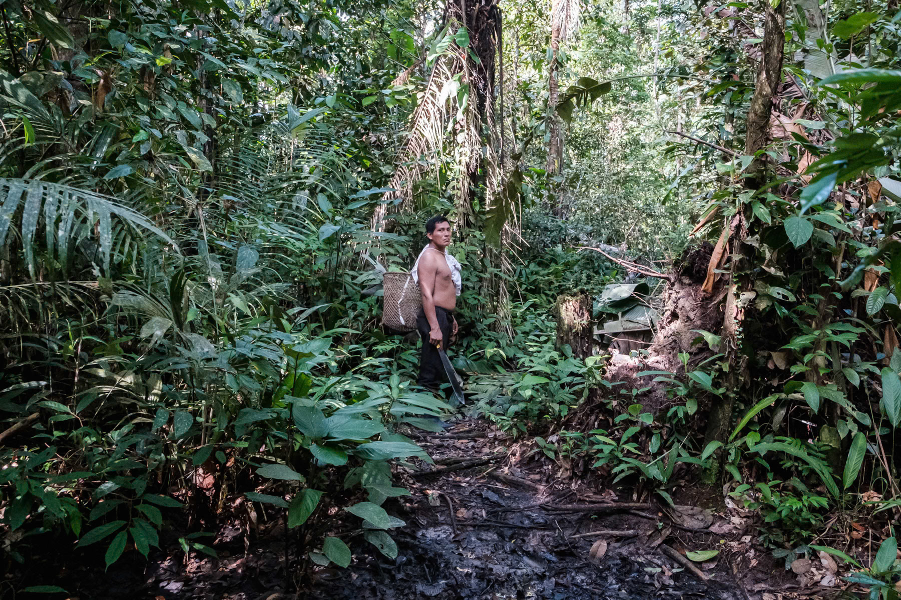 Señor Kande of the Muruwi indigenous community going to fetch coca leaves in the rainforest. Everything is done in full harmony with their environment on a subsistance basis. Muruwi tribe, Pocama, Leticia, Colombia, April 2022