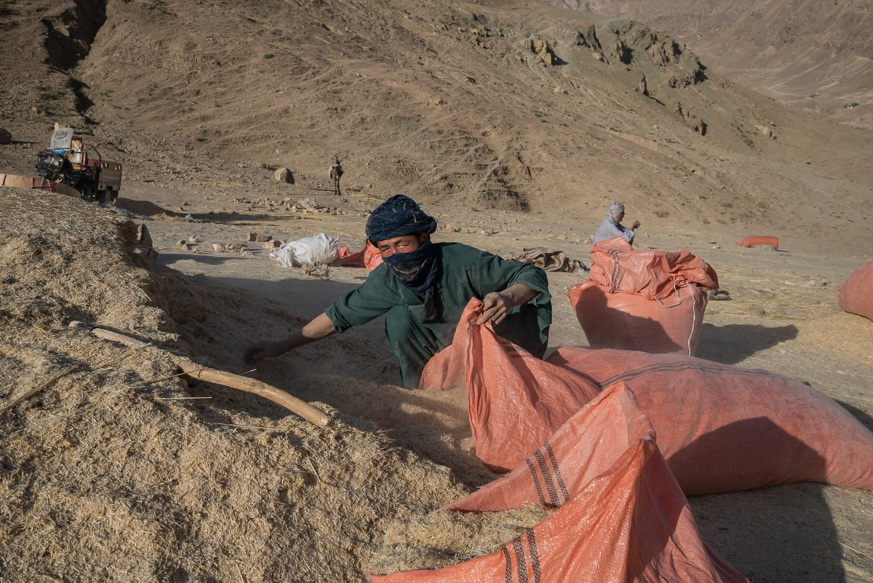 Packing silage that will serve as feed for cattle. Tangi Shadian Valley, Balkh, Afghanistan, September 2024