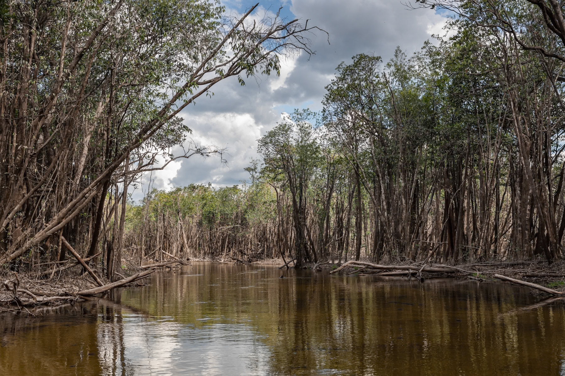 Amazonian rainforest along the Urubu river that is completely flooded from January until July. The combination of the rain season and snow melting in the Andes transforms the Amazonian rivers into lakes and floods the adjacent forests, hence these trees are submerged for nearly 6 months per year. Urubu river basin, Amazonia, Brazil, November 2020