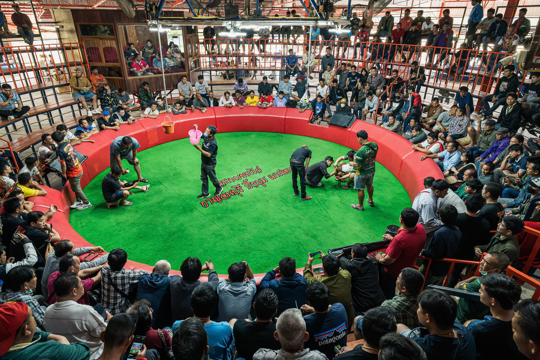 Last preparations of the 2 teams before the rooster fight. The fight ends once one of the roosters stops fighting during the three rounds of 22 minutes. Kanchanaburi stadium, Thailand, January 2025