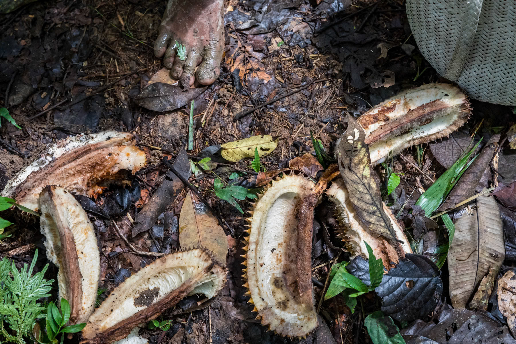 Durian fruit shell, an important commodity for the Orang Ulu, the indigenous people of the rainforest in Sarawak, Borneo. Malaysia, February 2020