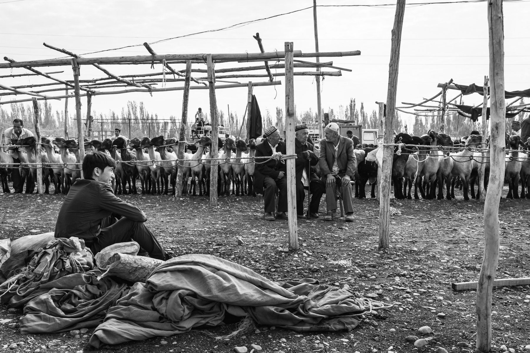 Keeping and selling livestock is a very important part of the Uyghur subsitance economy. Weekly animal market in Kashgar, Xinjiang, China, September 2019