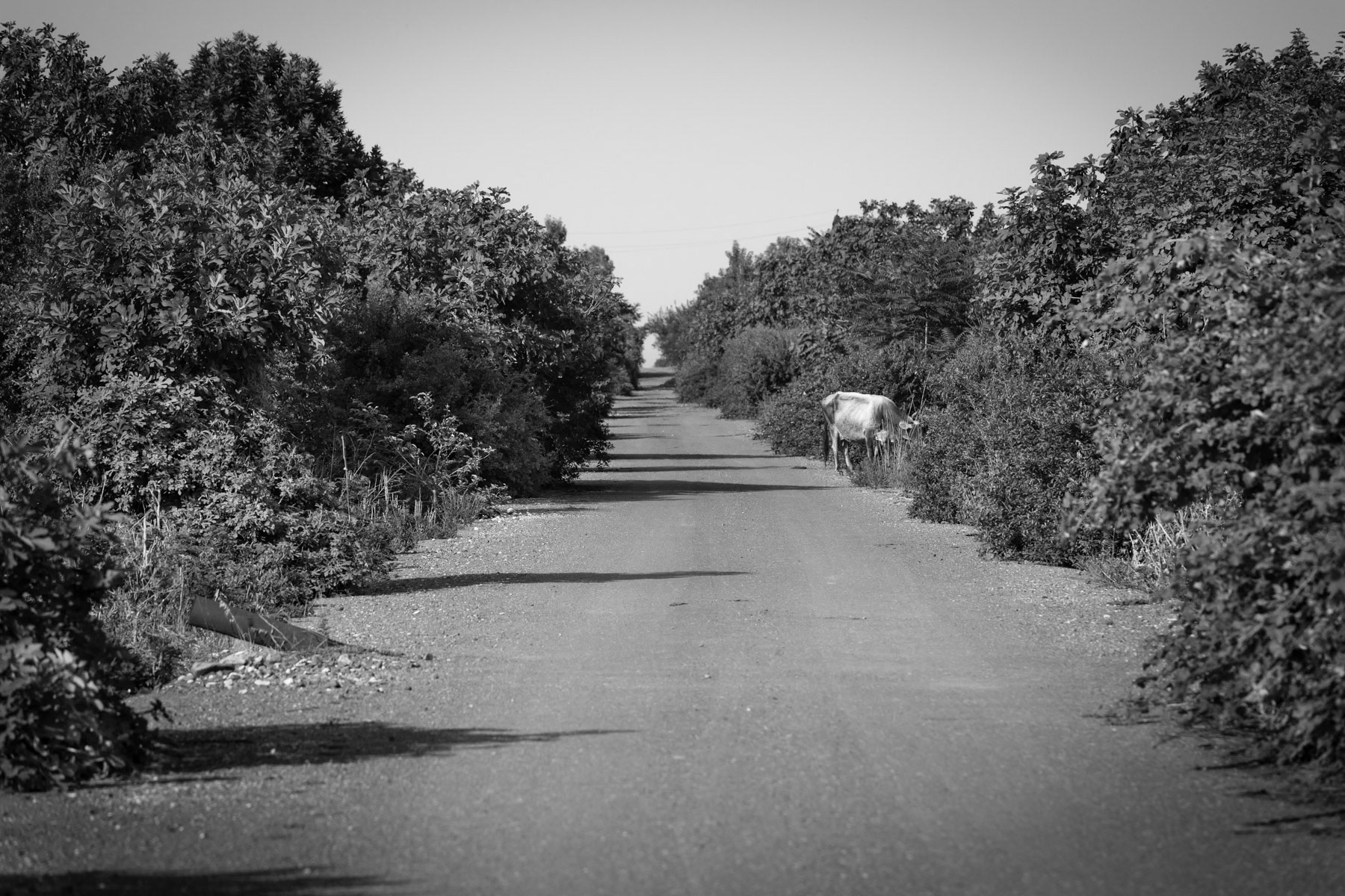 Overgrown street in Agdam, Karabakh, July 2014