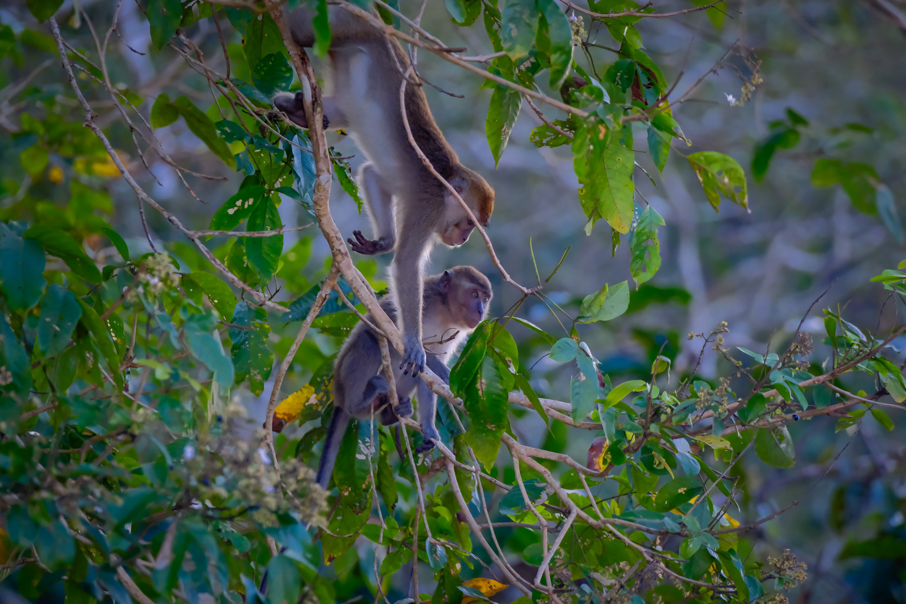 Long tailed macaque in his natural habitat, Tungog rainforest in Borneo, Sabah, Malaysia, February 2024