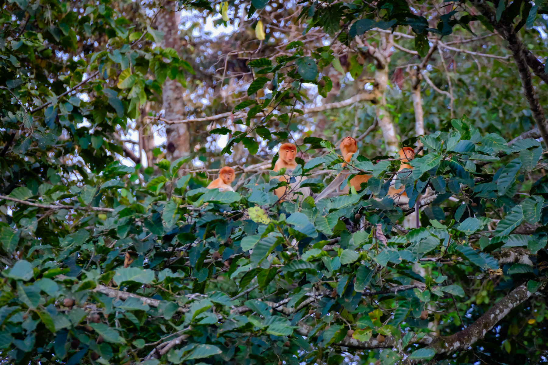 Proboscis monkeys in their natural habitat of the Borneo rainforest. Ever expanding palm oil plantations are endangering their natural habitat and may soon reach a point of no return. Kinabatangan, Sabah, Eastern Malaysia, February 2024