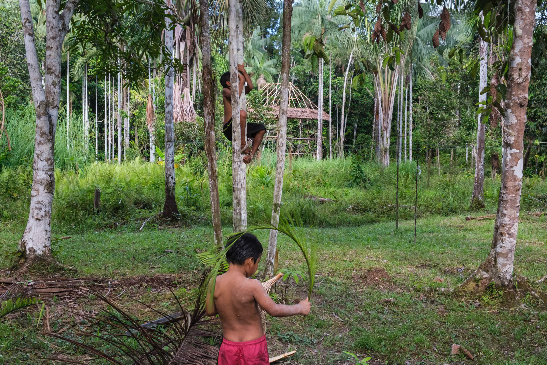 Leo and his little brother playing near their house in the rain forest where they live with their parents and grand parents. Gilberto, their grandfather is indigenous and moved to this area of the rainforest 30 years ago from Putumayo, a region that was prone to violence during the conflict between the army and the FARC. The region of Leticia in the extreme south of Colombia has remained more or less peacefull during the civil war because it is remote and not accessible by road. Pocama, Leticia, Colombia, April 2022
