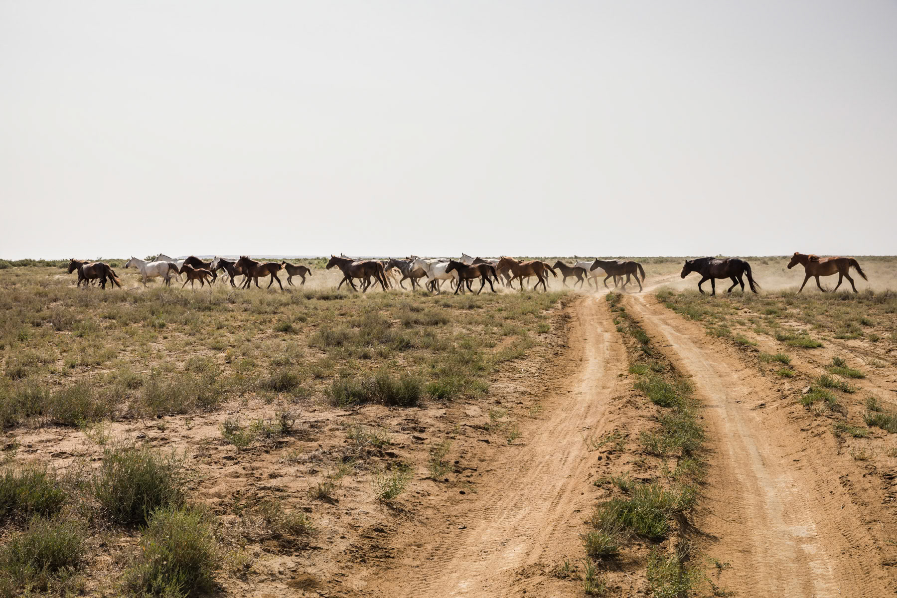 Wild horses in the Aral Sea desert near Akbasty, one of the remaining inhabited places near the Sea. Kazakhstan, June 2019