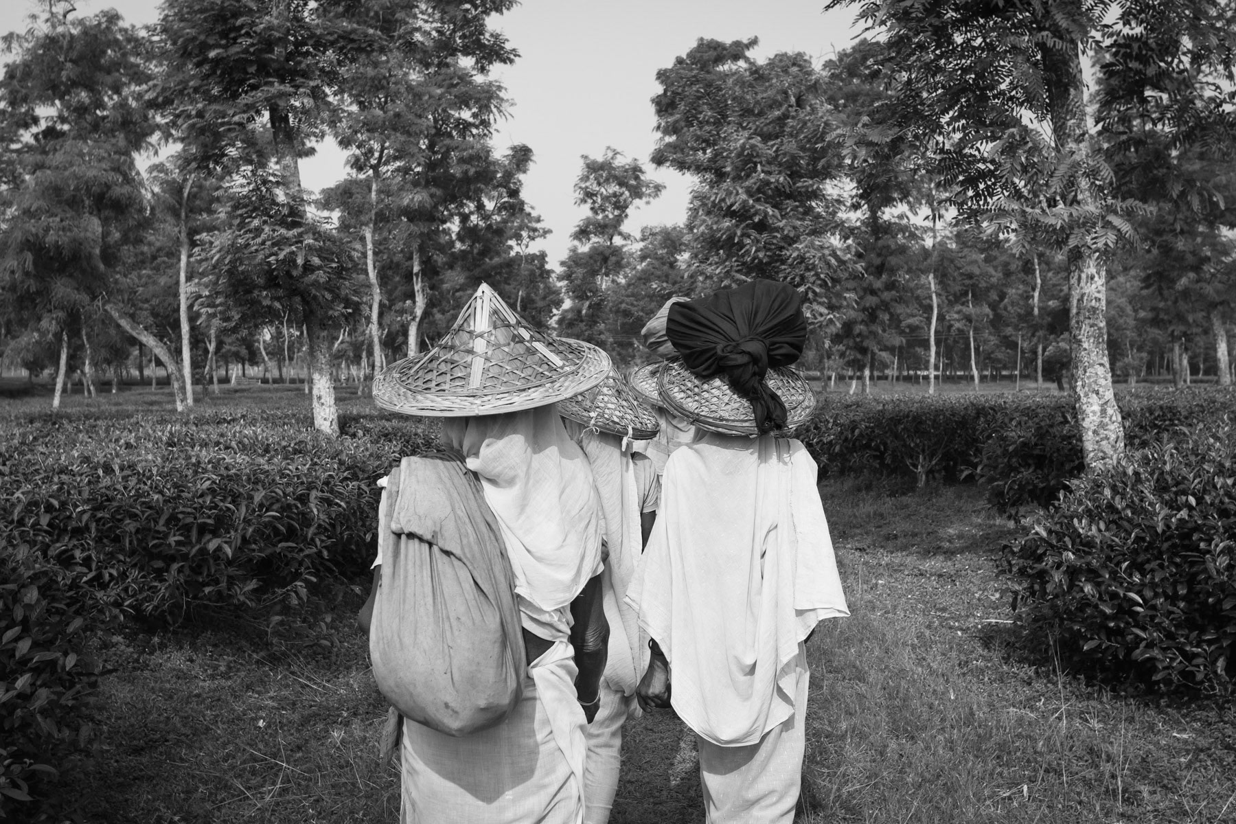 Tea pickers heading to the fields, Finlay tea estate, Srimangal, Bangladesh, September 2014