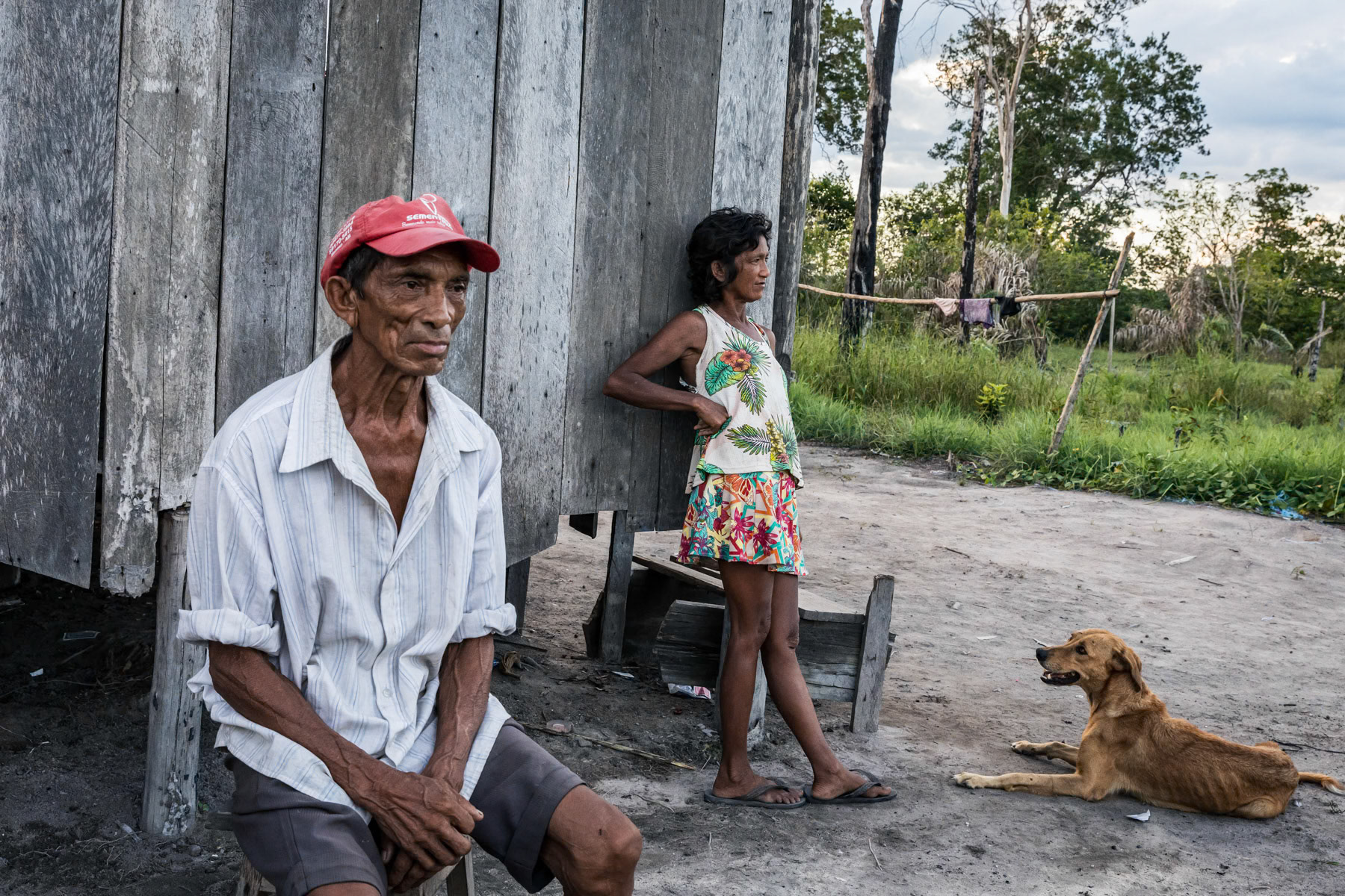 Indigenous people at their low key and small scale farm. Local communities would usually clear a 1000 m2 patch to build their small house and cultivate corn or maniok and keep few chickens. Part of the yield will be sold down stream in Lindoia, 2 hours away by boat. Amazonian rainforest, Amazonas state, Brazil, November 2020