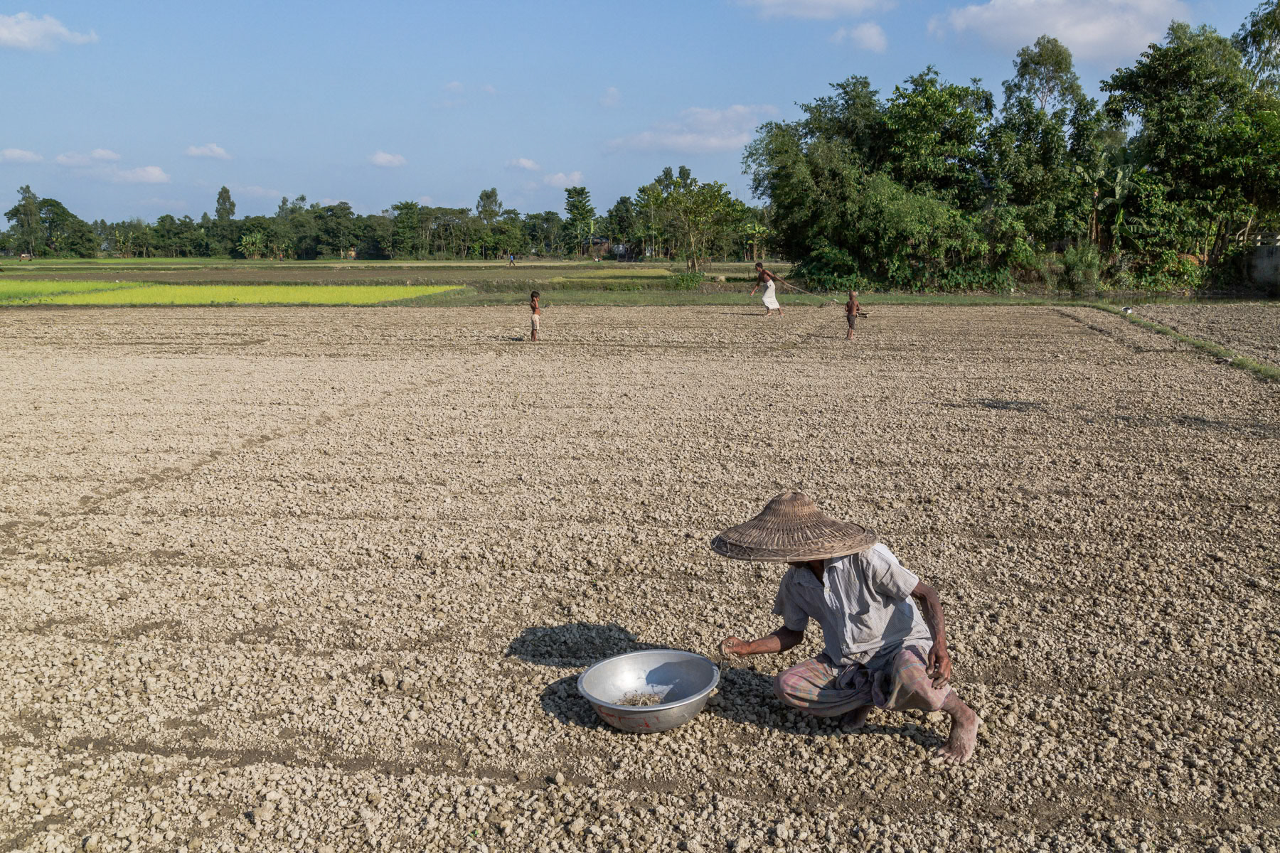 Chili fields after the seasonal floods, Sanatola char, Bangladesh, October 2014