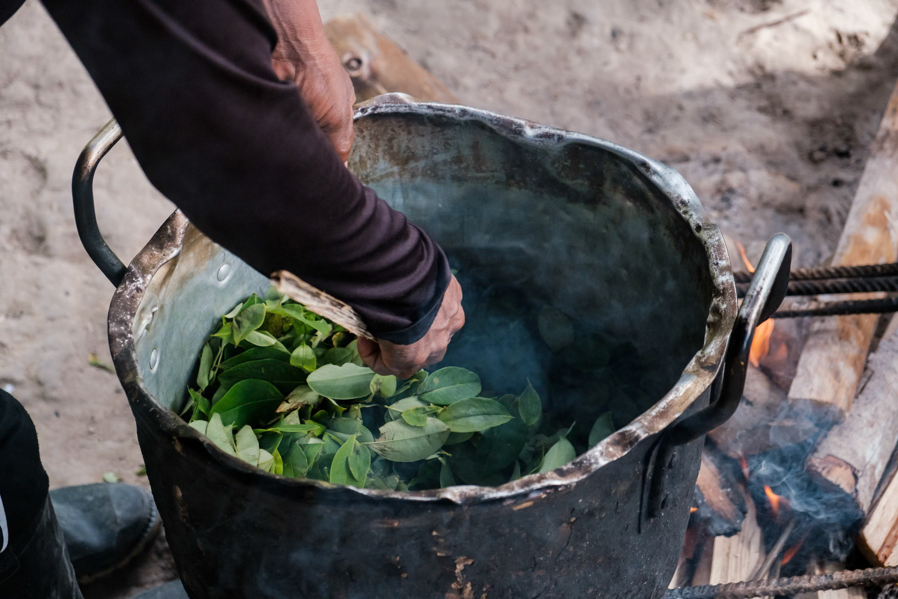 Coca leaves being roasted before being mashed into a green powder. Coca is widly used by the indigenous people as a medecine and energy booster. Pocama, Amazonas, Colombia, April 2022