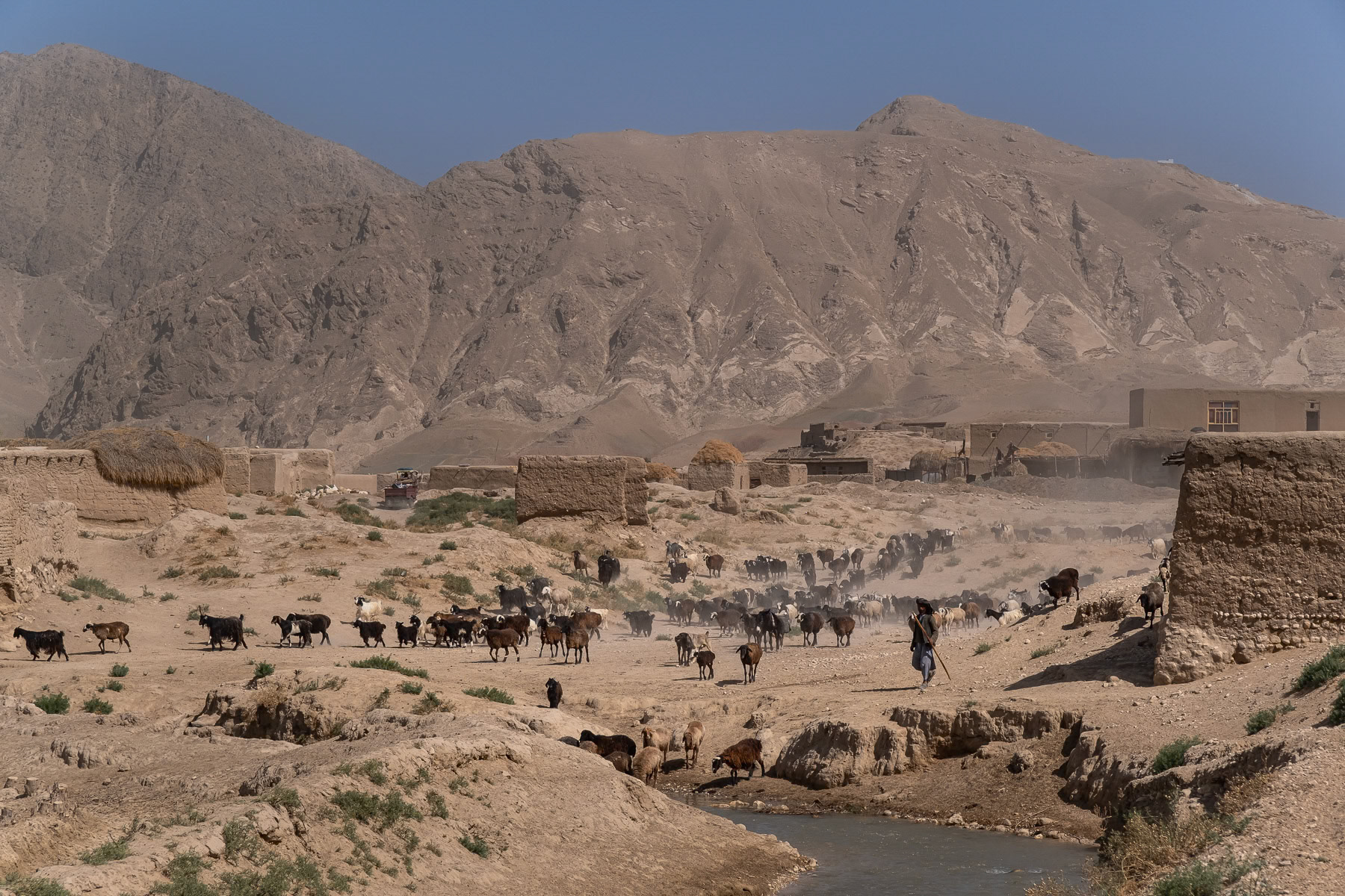 An Afghan shepherd from the Sulgara Valley guiding his sheeps towards water. Chashma-i-Shafa, Balkh, Afghanistan, September 2024