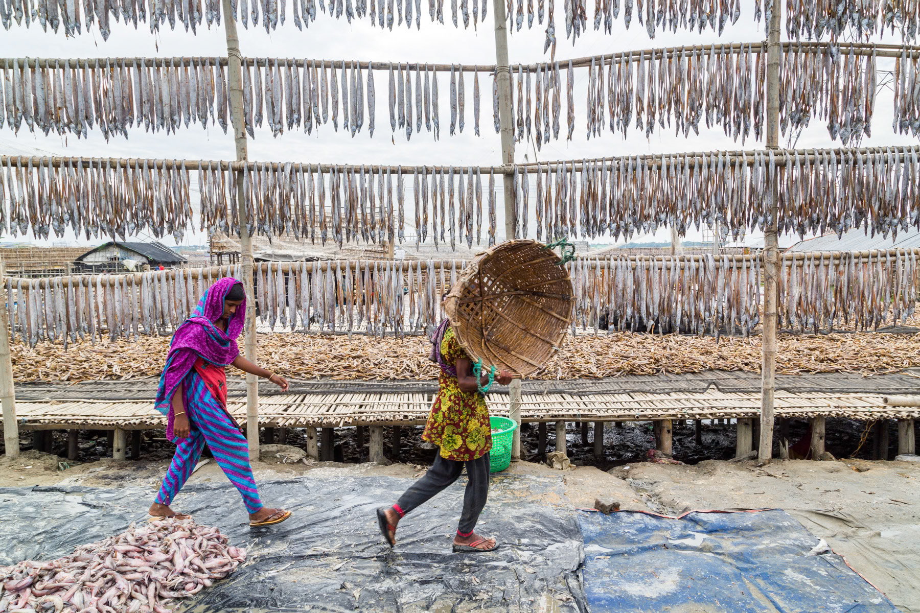 Drying fish along the Karnaphuli chars near Chittagong, Bangladesh, October 2014