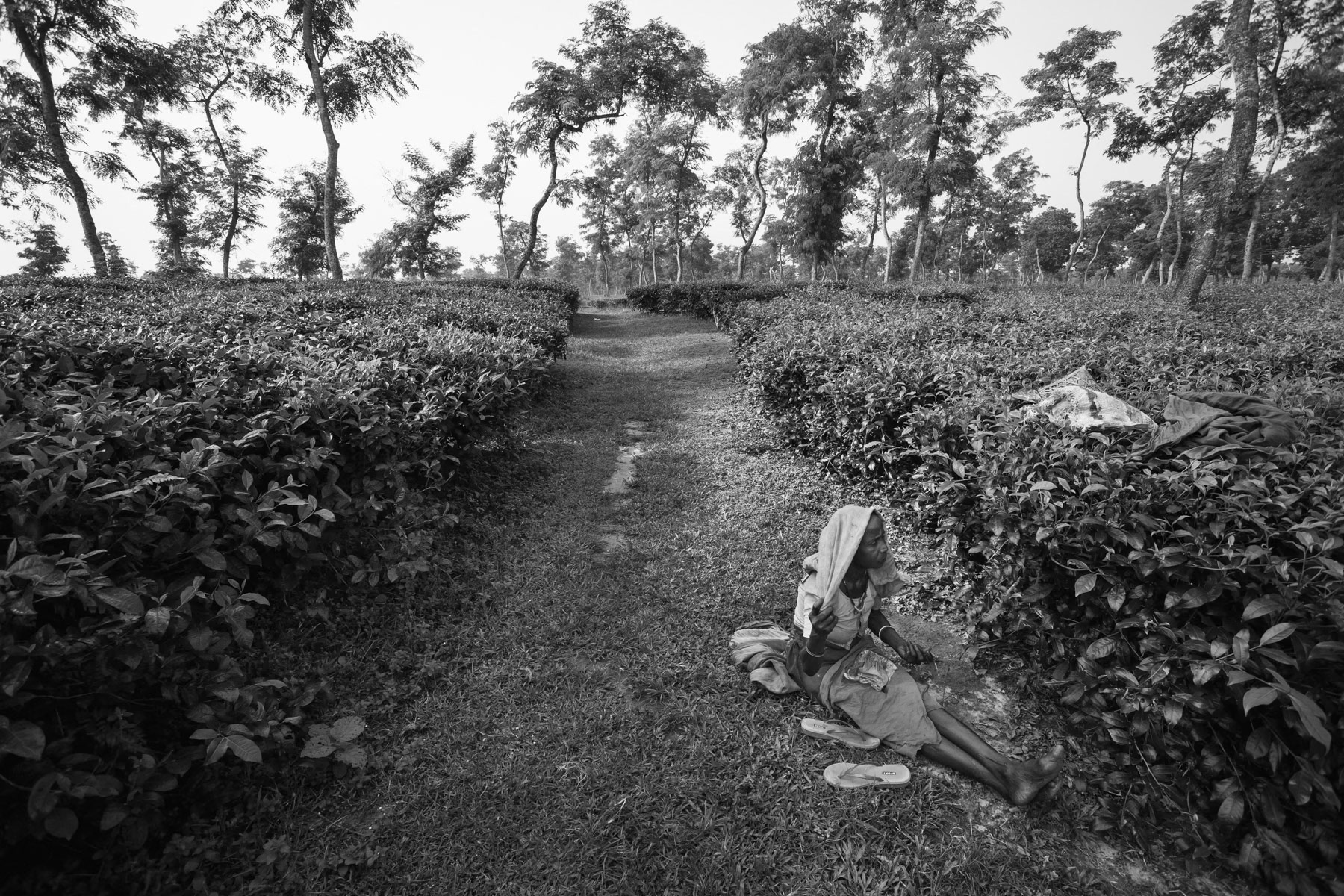 Short pause, Srimangal tea fields, Bangladesh, September 2014