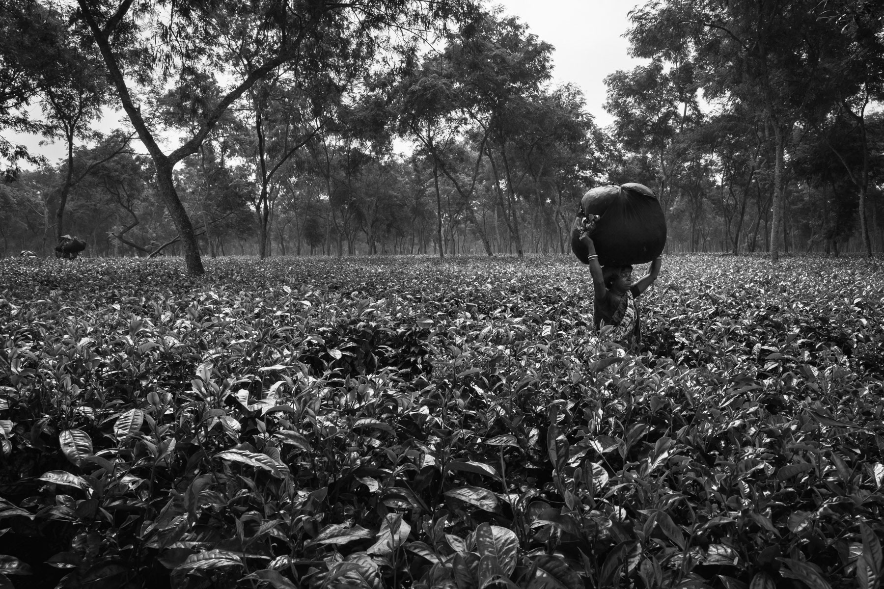 Tea Pickers bringing their harvest to the estate's processing plant, Srigobindopur Tea Estate, Srimangal, Bangladesh, September 2014