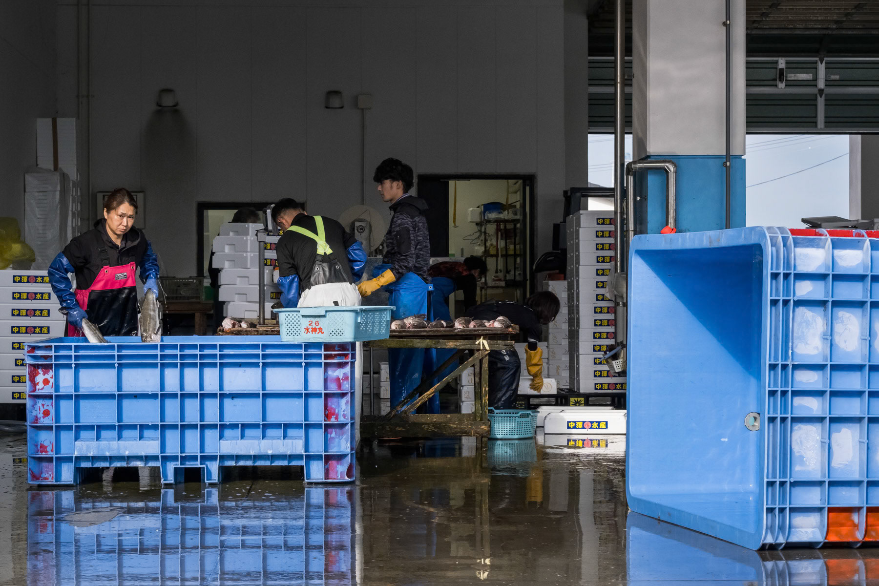 Fishermen preparing the catch of the day for further shipment. Soma fishing port 40 Km north of Fukushima nuclear power plant. Soma, Fukushima, Japan, October 2023