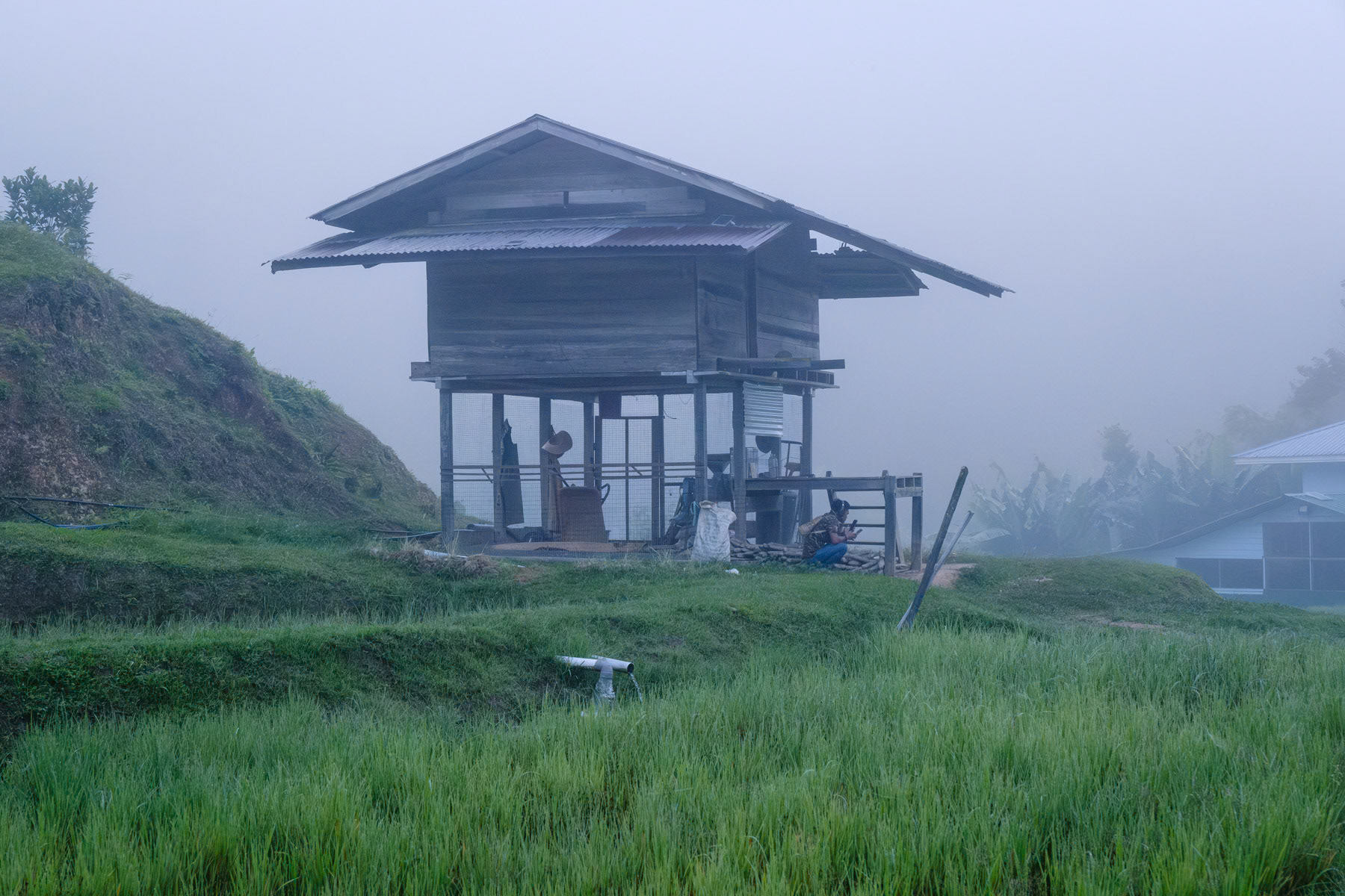 Paddy fields, Bario in Borneo, Malaysia, October 2023