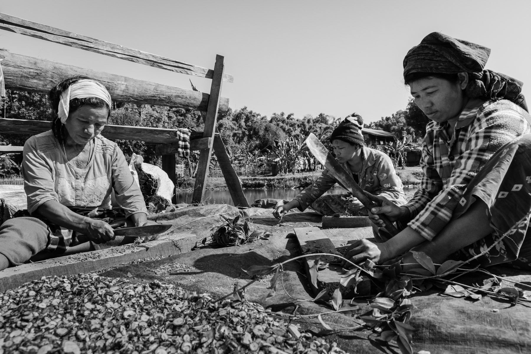 Kachin women cutting roots and branches to make traditional medecine in the sole IDP camp in Puta-o the most northern town of Kachin State and Myanmar near the border with India and China. Puta-o IDP Camp, Puta-o, Kachin state, Myanmar, February 2020