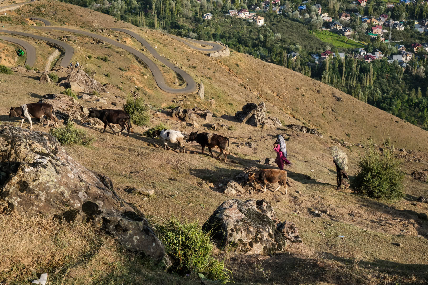 Semi nomadic Gujjar minority with their livestock in the hights above Srinagar. Faqir Gujri village, Kashmir in Indian Administrated Kashmir, September 2023