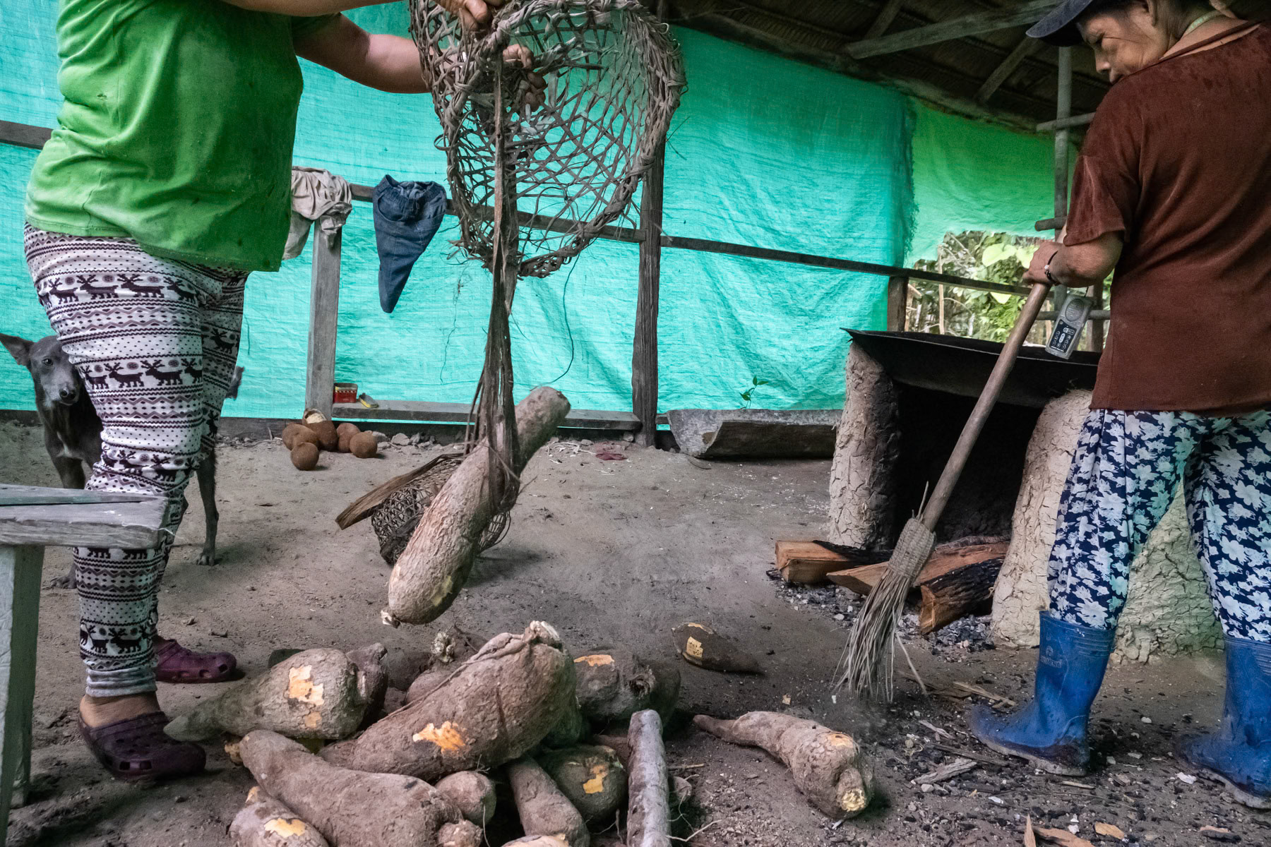 Collected Yuka which is a sort of manioc that will be cleaned and cooked to produce flour widly used as a base food throughout the Amazon. Pocama community in Casilla Nagra, Leticia, Amazonas, Colombia, April 2022