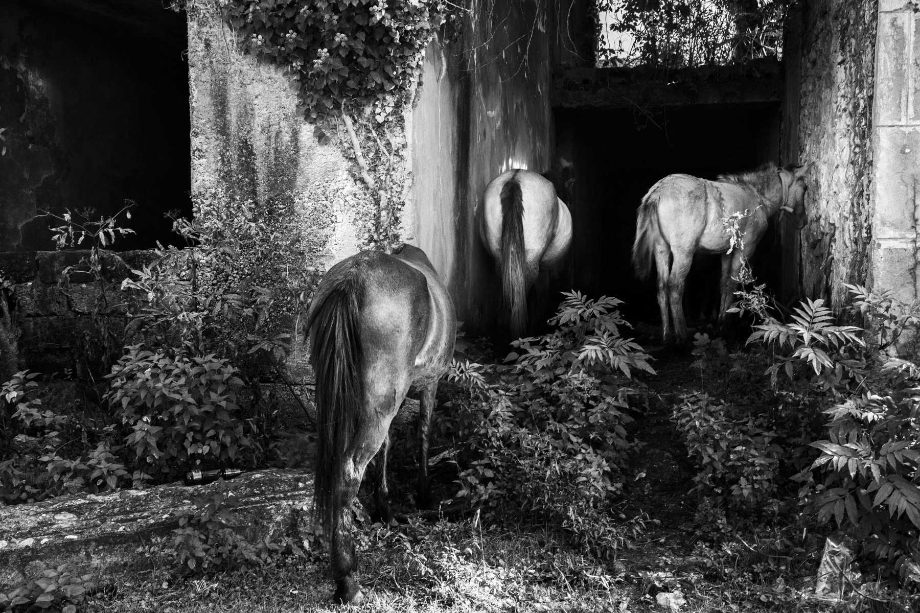 Horses in an abandoned building, downtown Gali, Abkhazia, October 2013