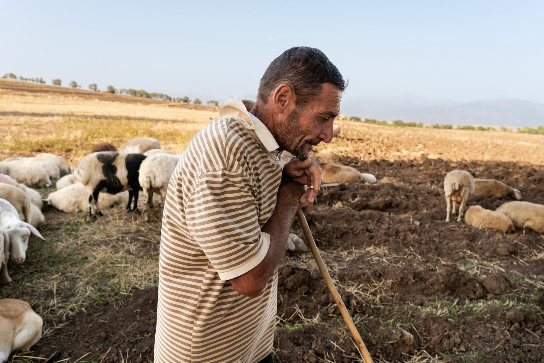 Sasum, a shepherd, owns 200 sheep. He used to have many more and could graze his flock in Nagorno-Karabakh. Now that the region is under Azerbaijani control, he has to confine himself to the area around his village, which has reduced his flock due to a lack of sufficient pastures. Khndzoresk, Syunik, Armenia, September 2025