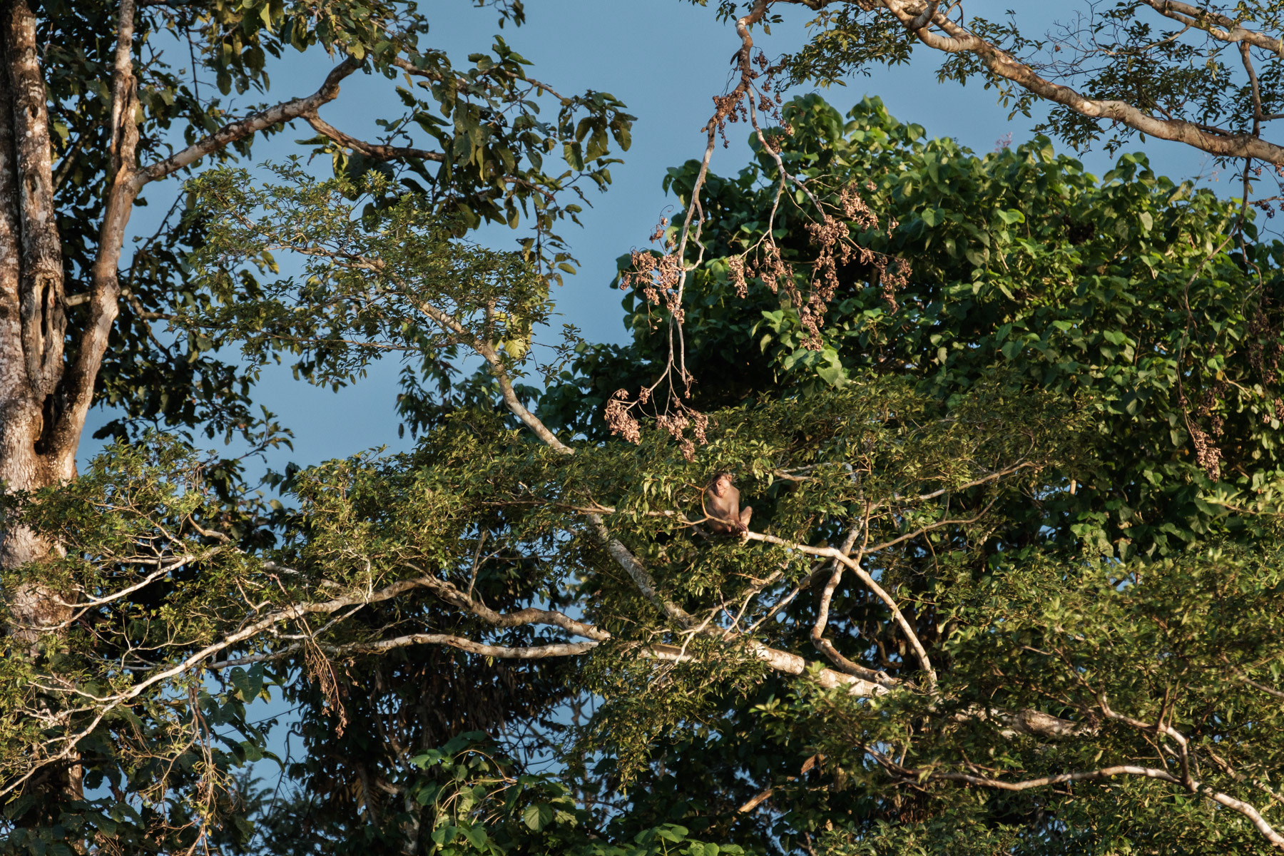 Monkey in his natural habitat of the Borneo rainforest. Ever expanding palm oil plantations are endangering their natural habitat and may soon reach a point of no return. Kinabatangan, Sabah, Eastern Malaysia, February 2024
