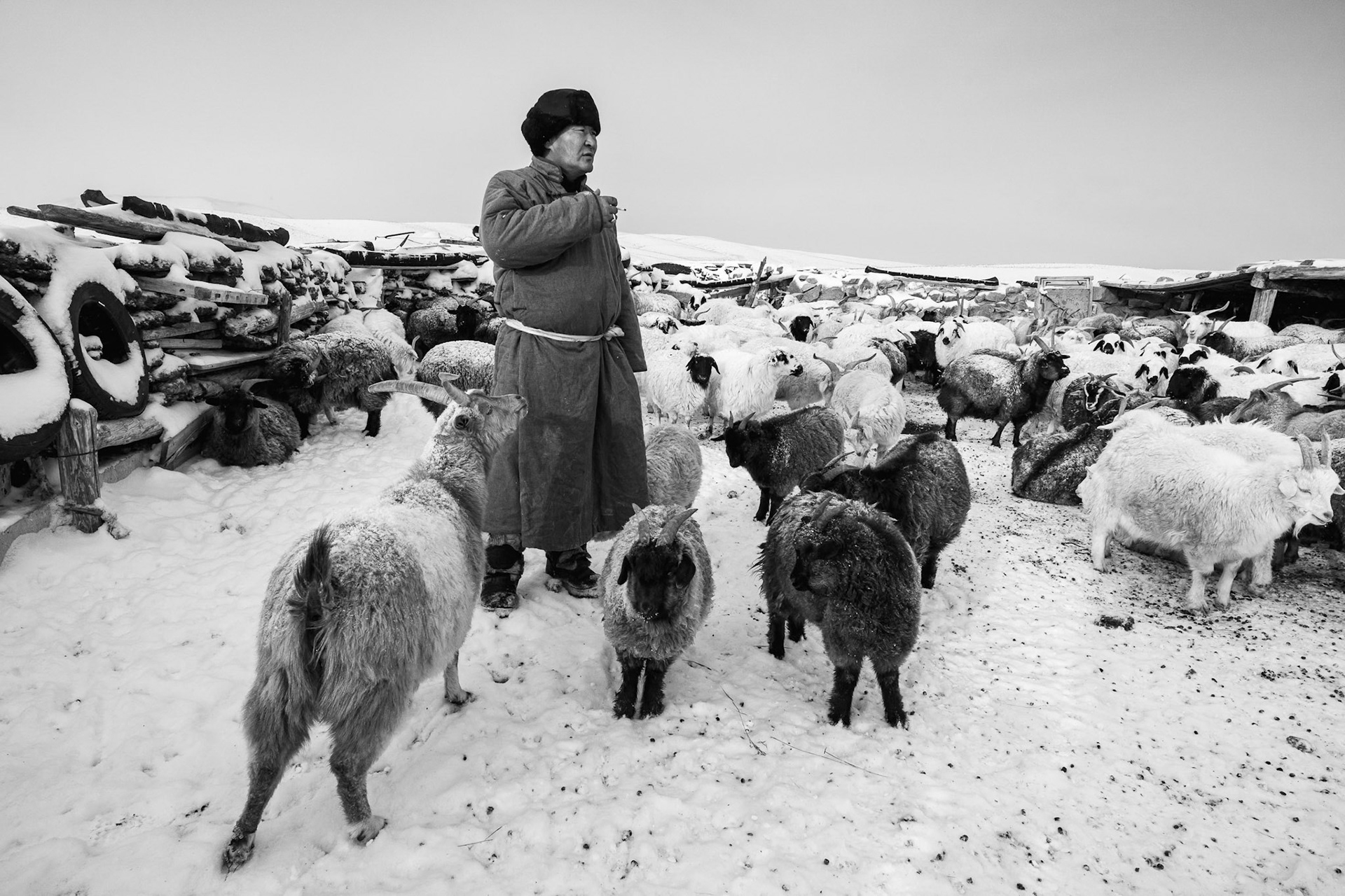 Tending to the animals, every head of livestock represents the family's survival and economic security. Gobi desert, Mongolia, December 2025