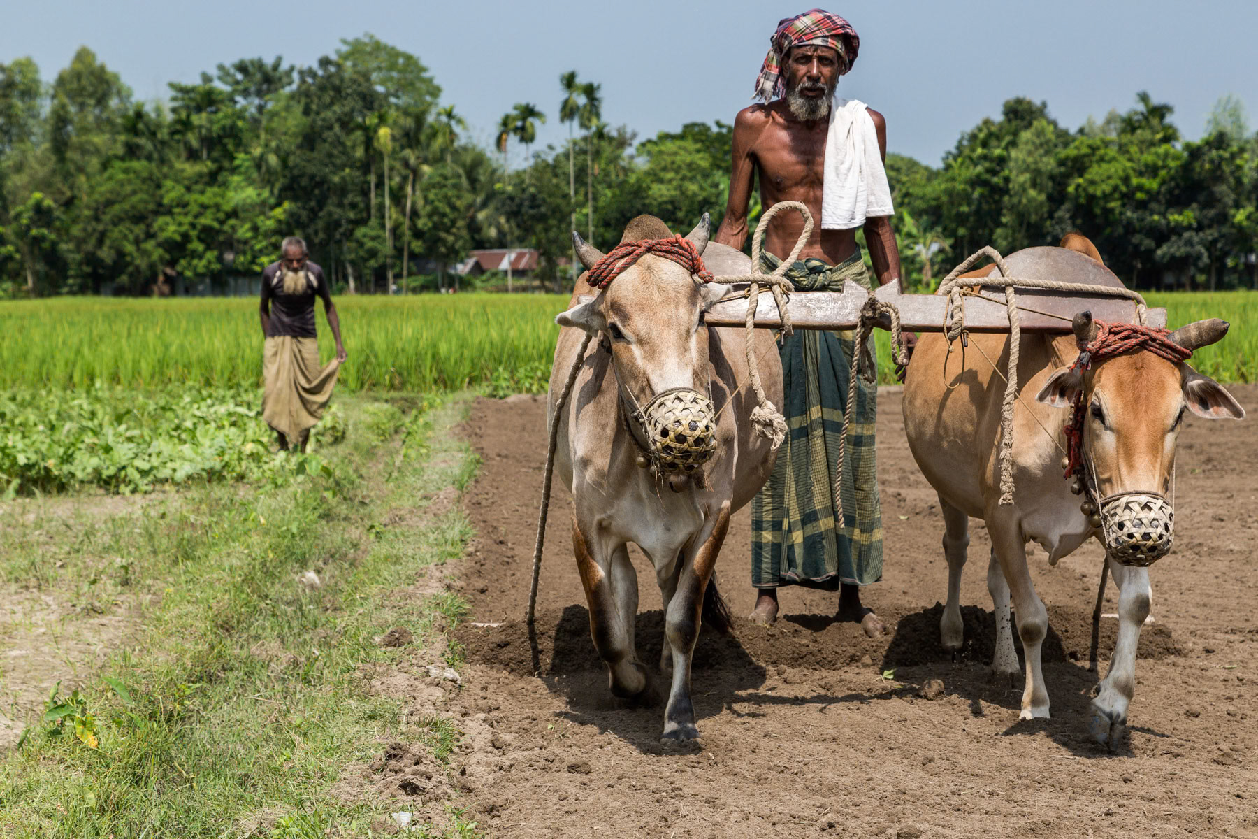Agriculture on the fertile land of the Jamuna river basin, Sholagariprotar in Gaibandha, Bangladesh, October 2014