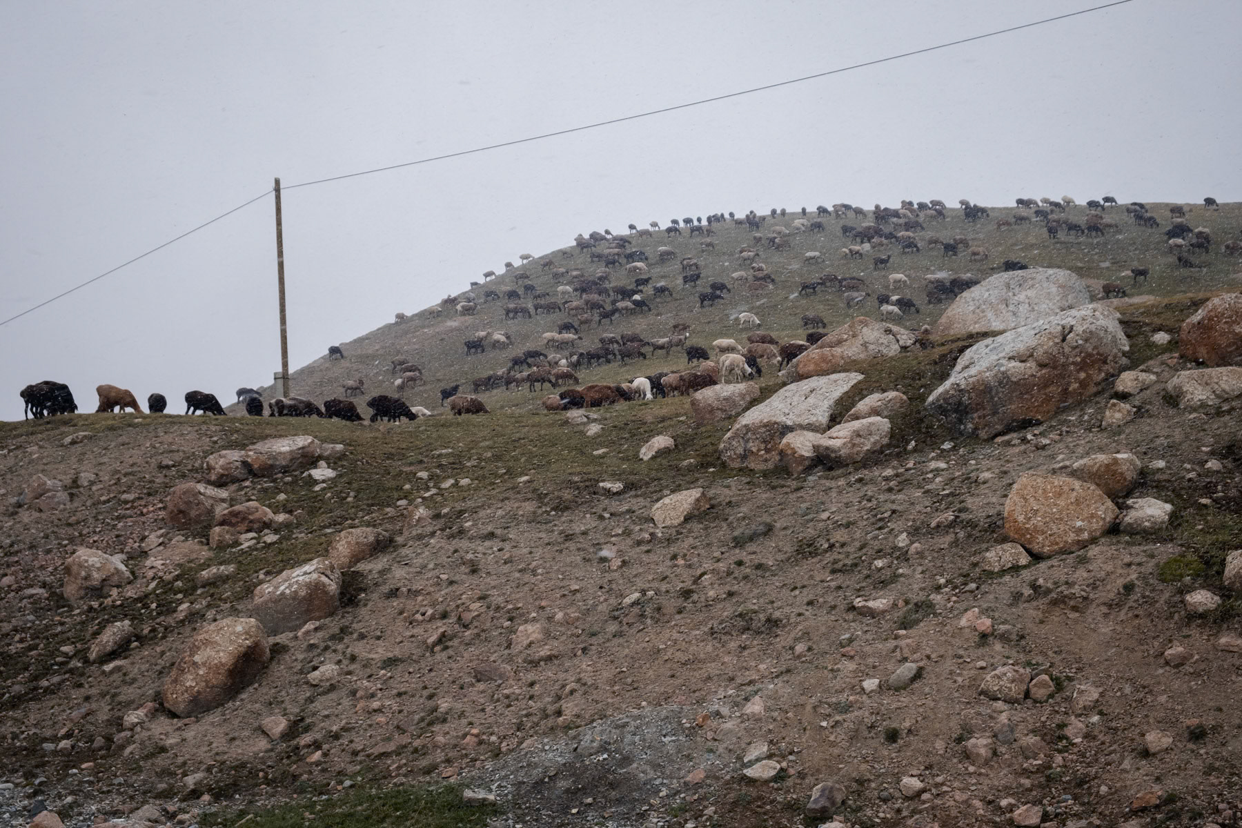 Sheperds bring their animals higher and higher up the mountains in search of grassland. Years of drought paired with land degradation due to over-grazing have severely affected available grasslands for the millions of livestock being raised in Kyrgyzstan. Barskoon valley at 3,750m altitude, Issyk Kul region, August 2021