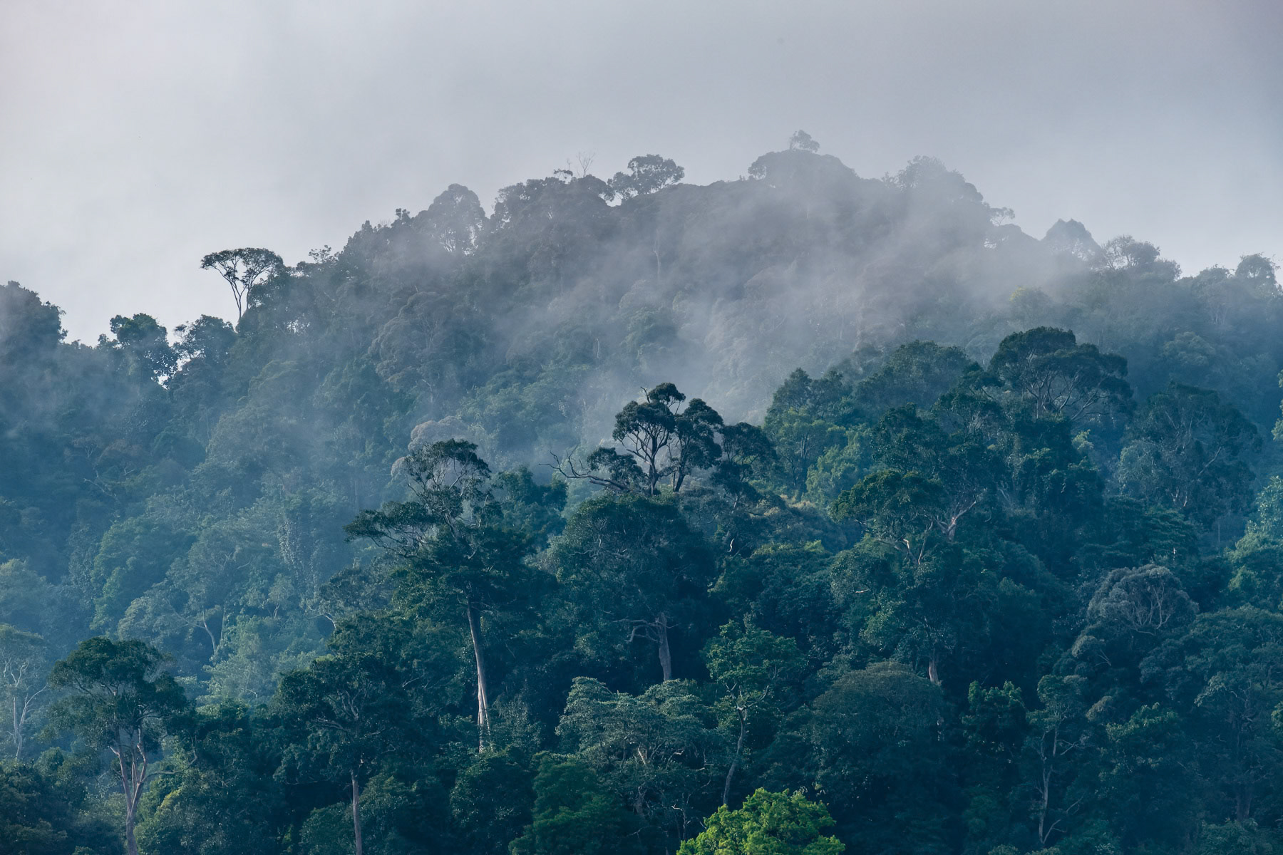 Northern part of the Taman Negara Rainforest. Taman Negara is estimated to be 130 million years old and one of the oldest rainforest on the planet. In an effort of preservation it was established as a National Park in 1939. Several indigenous tribes used to live in this vast area of more than 4,000 km2 but have mostly been driven out and settled in villages on the edge of the rainforest. Taman Negara, Kuala Tahan, Pahang, Malaysia. June 2023