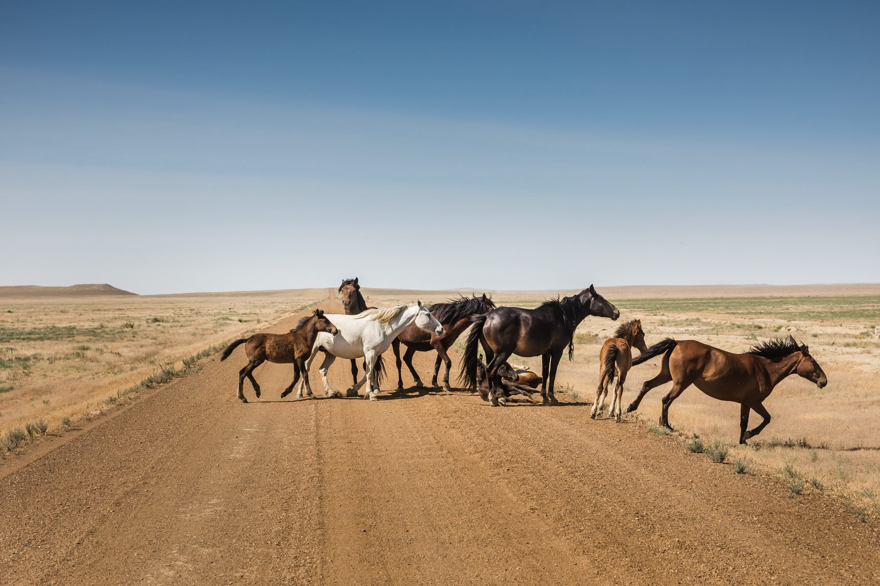 Wild horses in the Aral Sea desert, Kazakhstan, June 2019